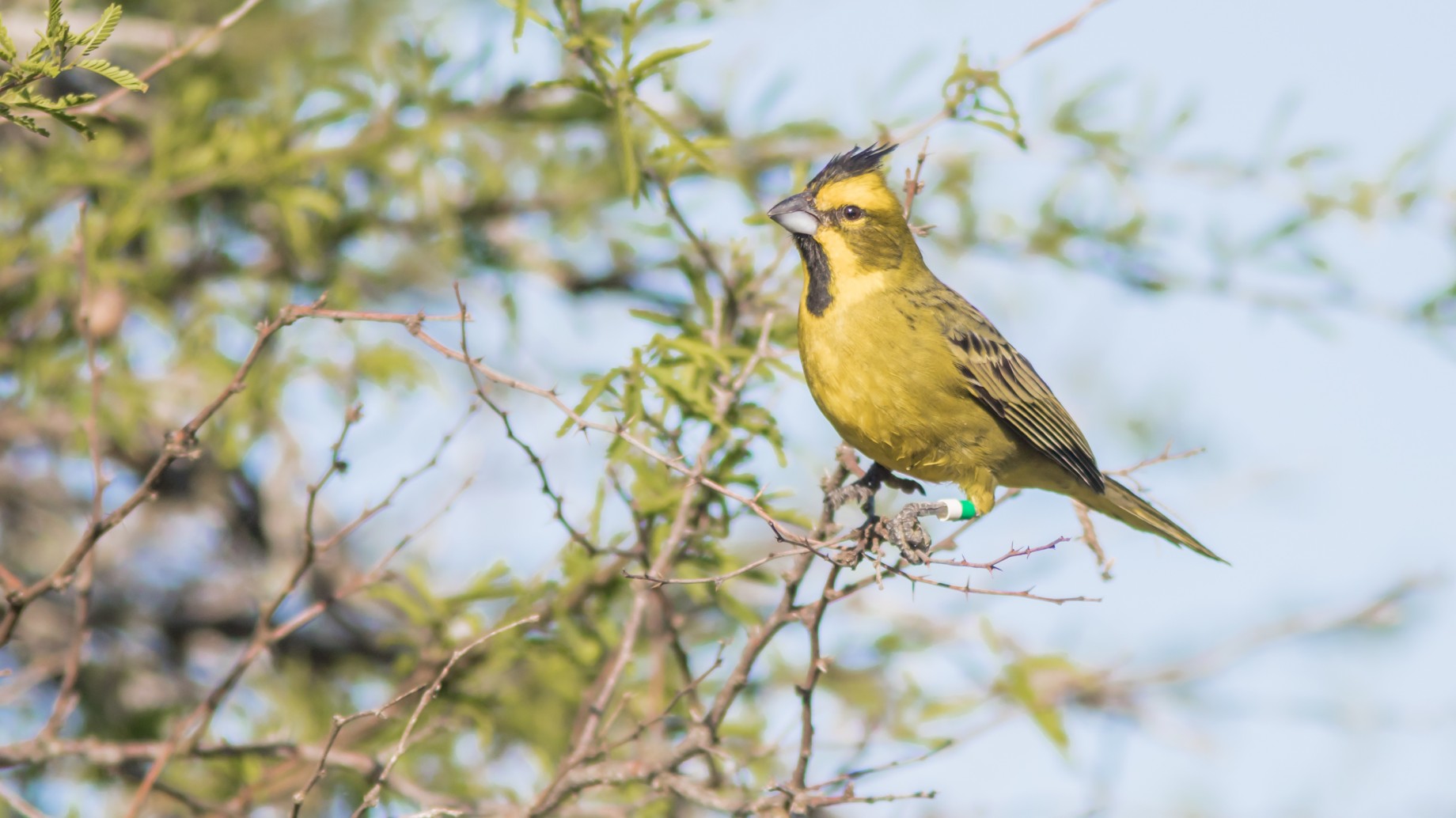 Cardenales amarillos vuelven a volar libres en la provincia de Entre Ríos