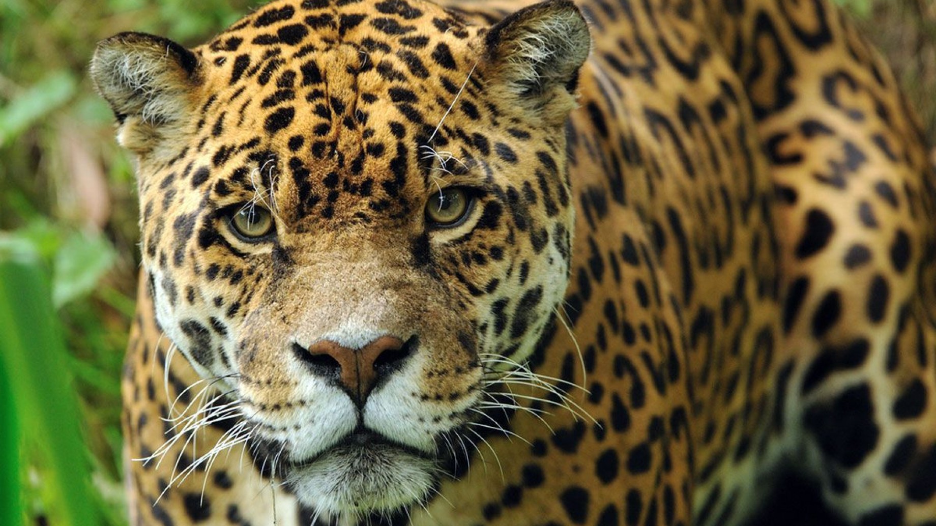 El jaguar, el más grande de los felinos de América
