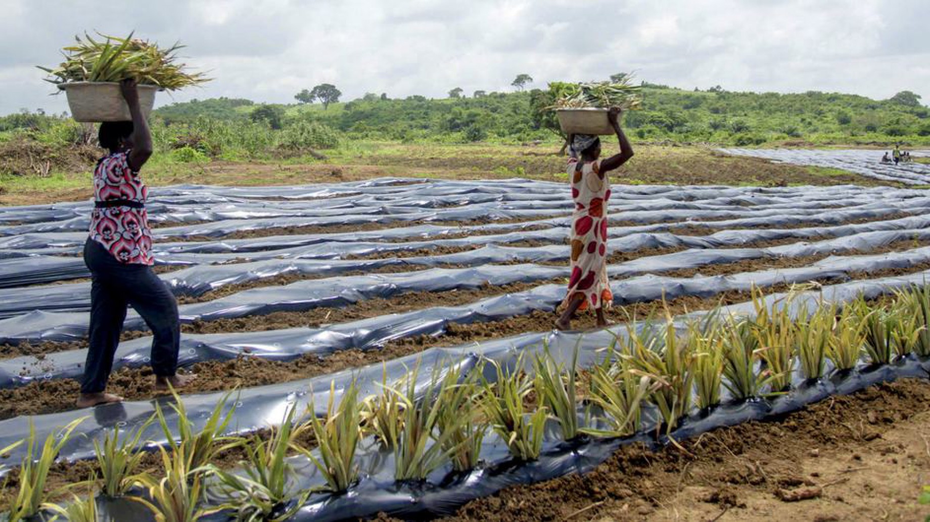 El uso masivo de plástico en la agricultura está afectando al suelo, a la producción de alimentos y a la salud