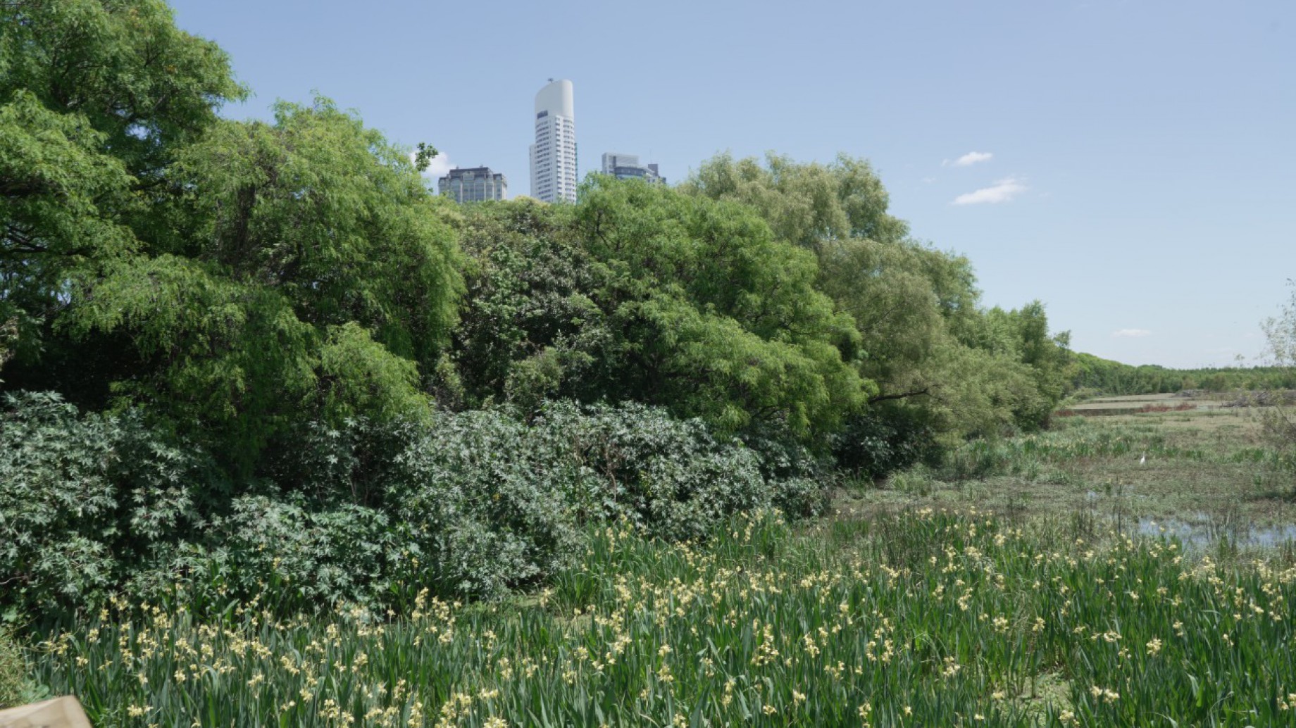 La Ciudad de Buenos Aires recuperó parte de la Laguna de los Patos en la Reserva Ecológica Costanera Sur