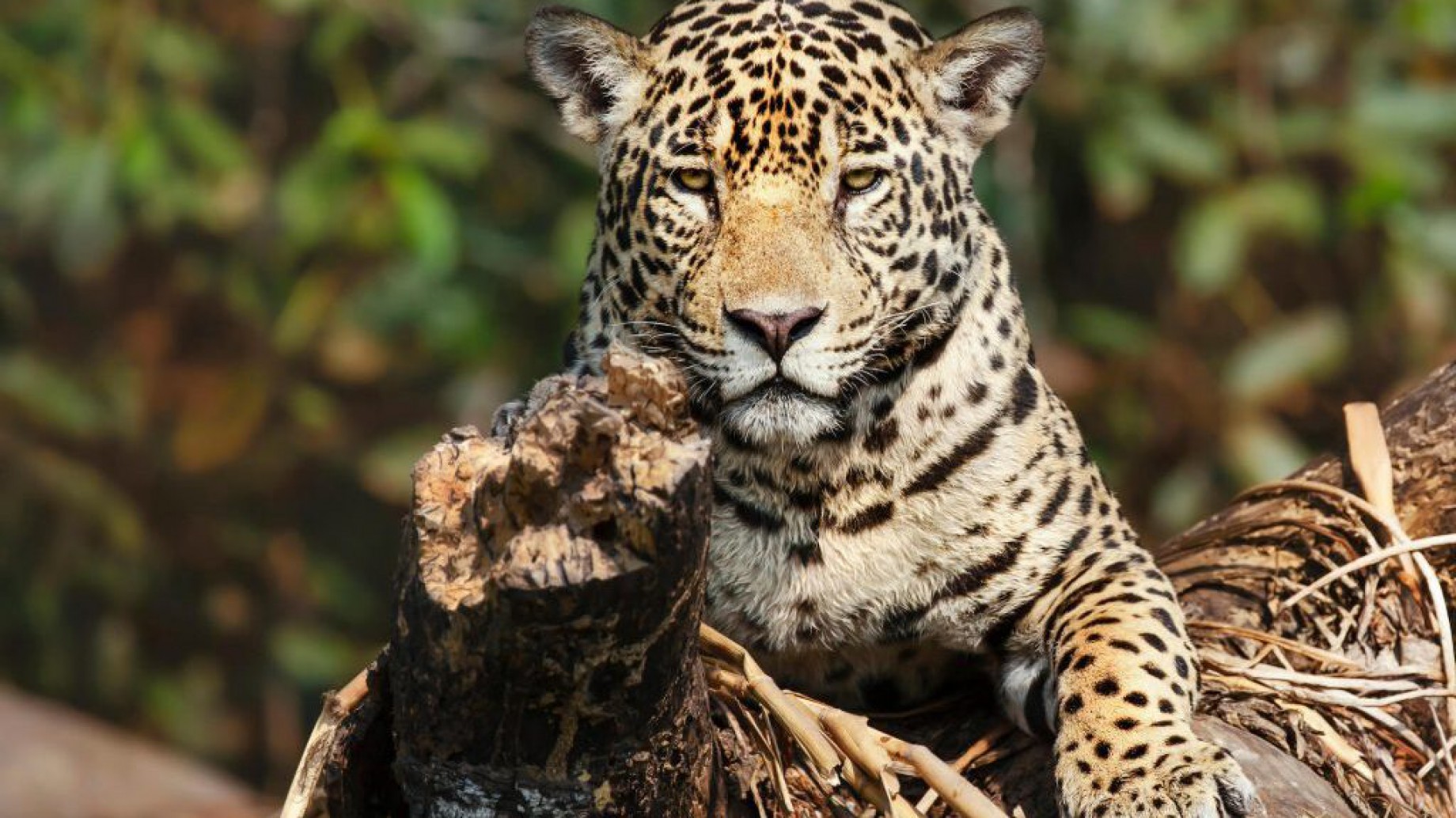 COP15, la mayor conferencia sobre biodiversidad de la década, explicada
