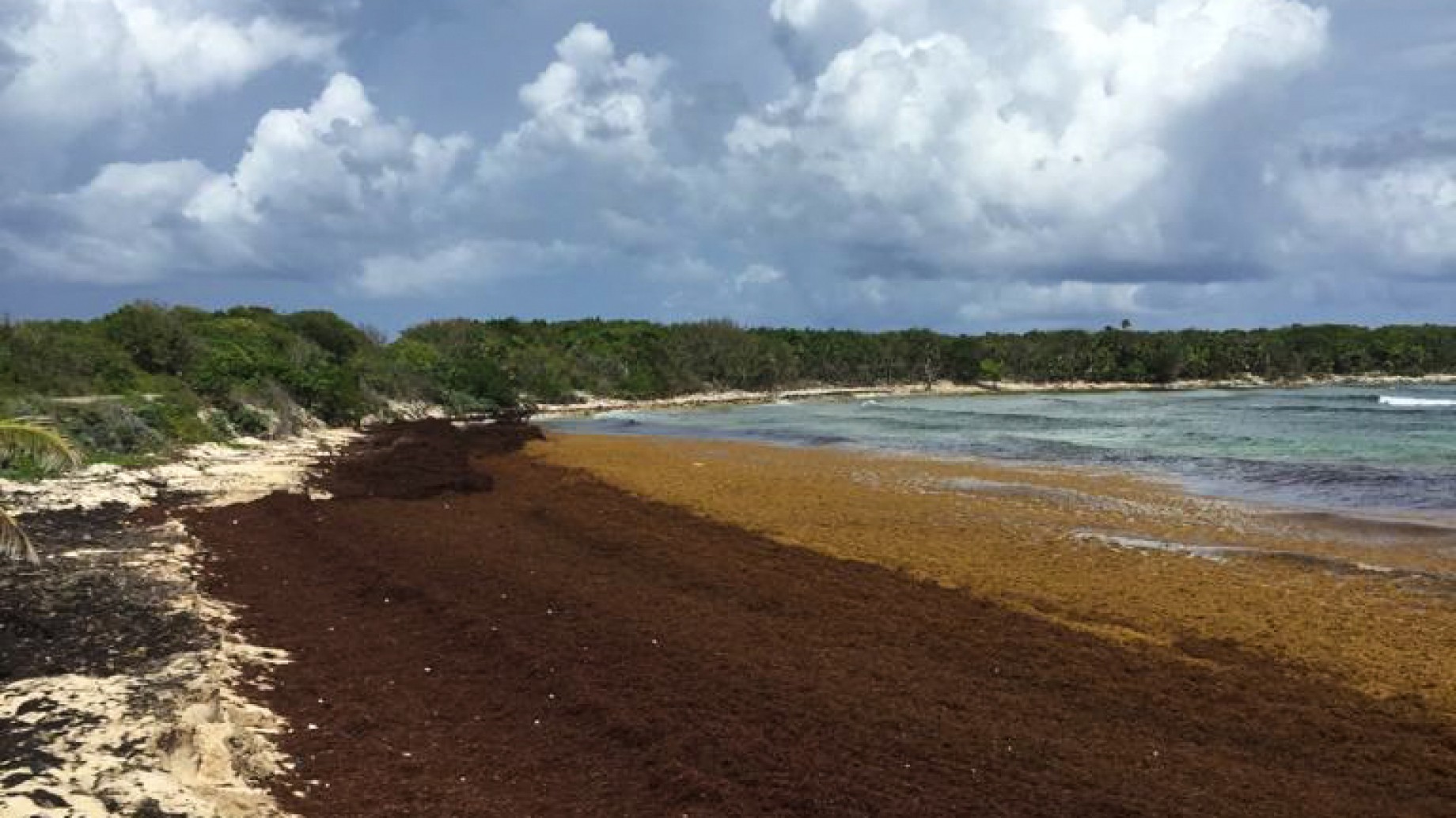 Sol, mar...y sargazo: cómo la energía puede rescatar al paraíso mexicano