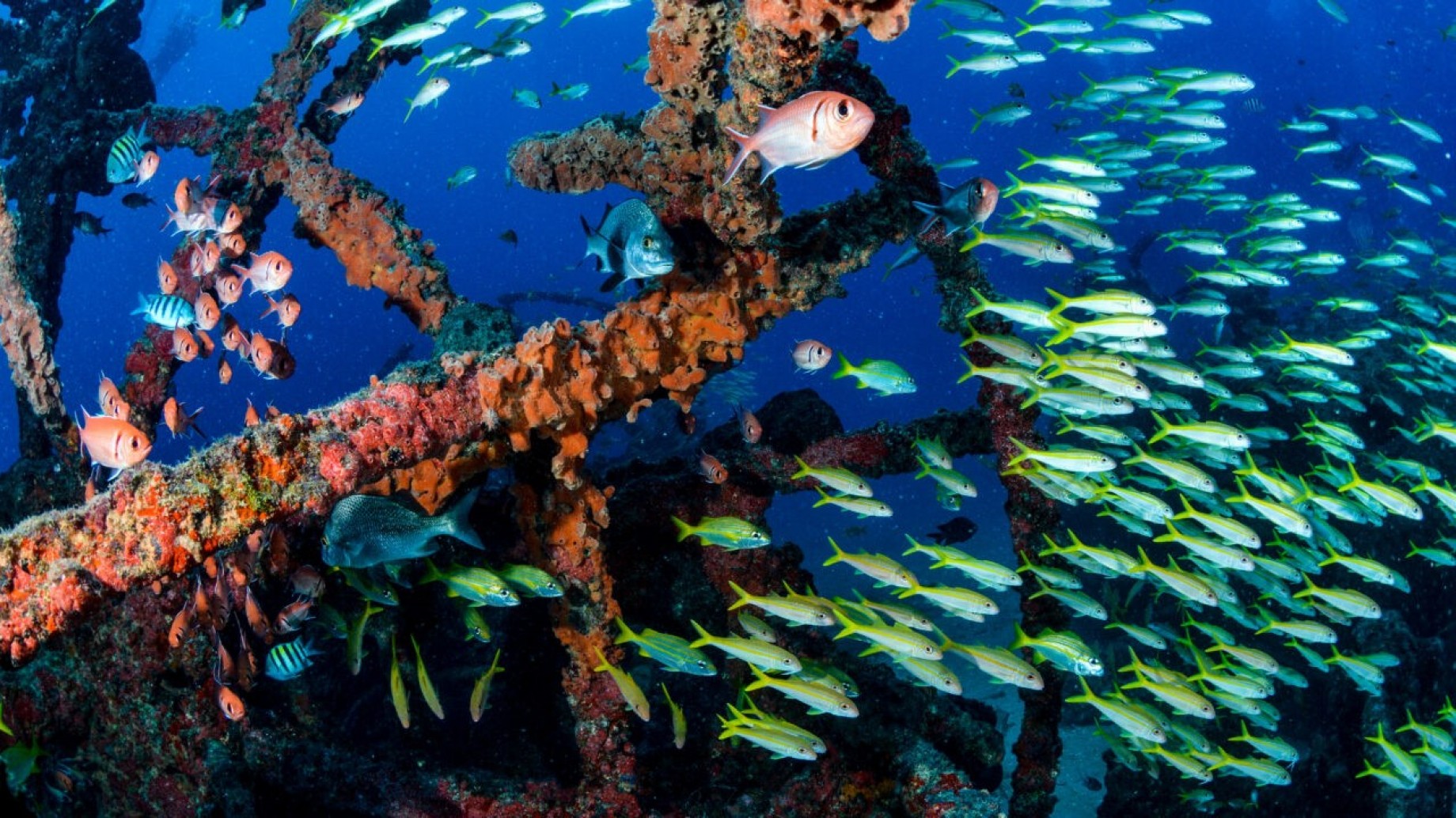 La promesa y los peligros de la minería marina en la Amazonía Azul