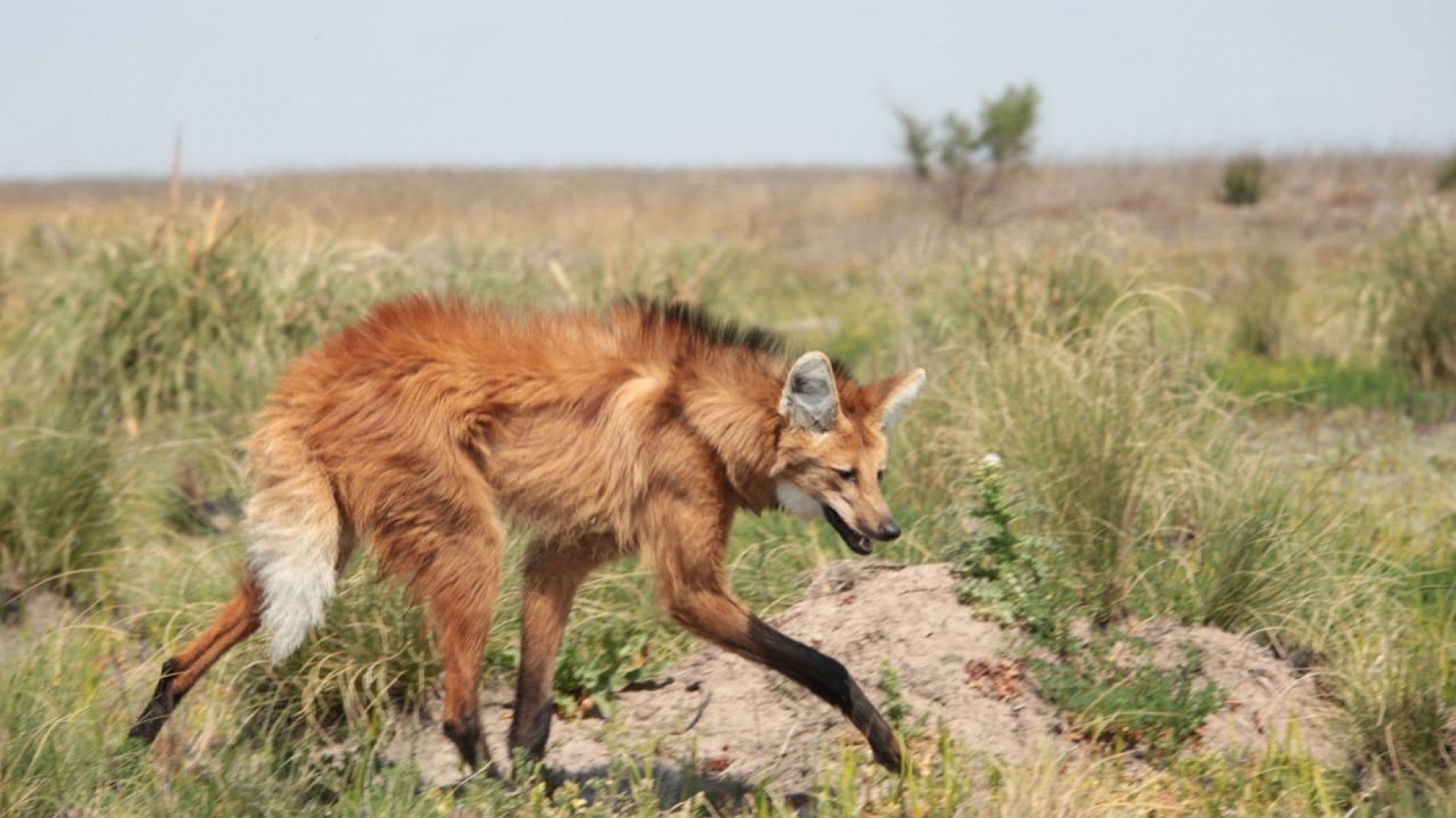 ¿Quién es el Aguará Guazú? Mitos y curiosidades de un caminante incansable, emblema de los pastizales de Santa Fe