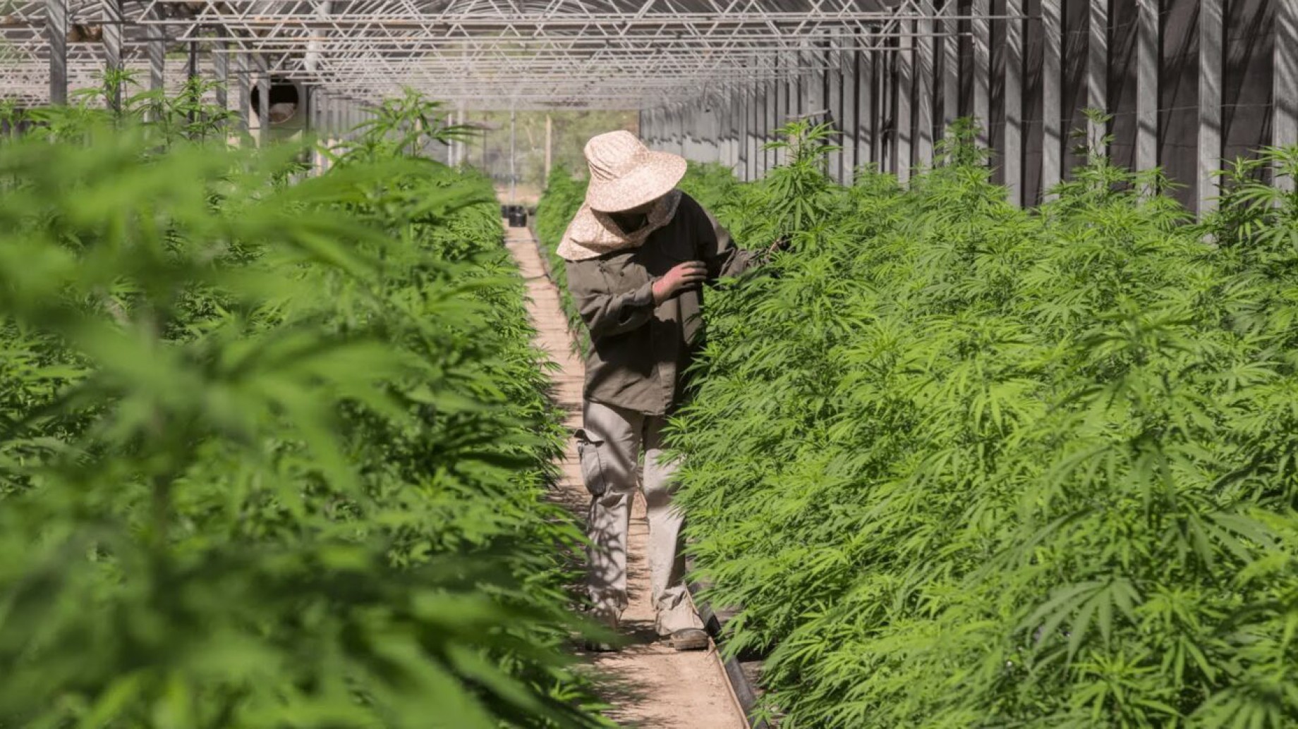 ¿Las nuevas leyes sobre el cannabis en Argentina perjudicarán al medioambiente?