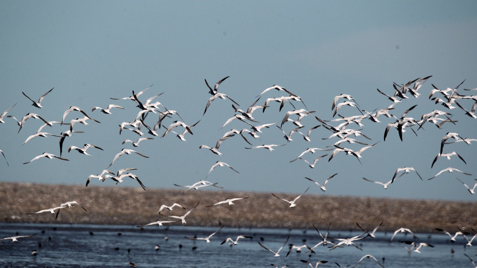 Se creó la Reserva Natural Silvestre Marismas del Tuyú en la provincia de Buenos Aires