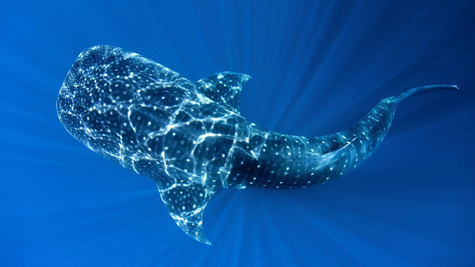 Los países logran un acuerdo legalmente vinculante para proteger la altamar