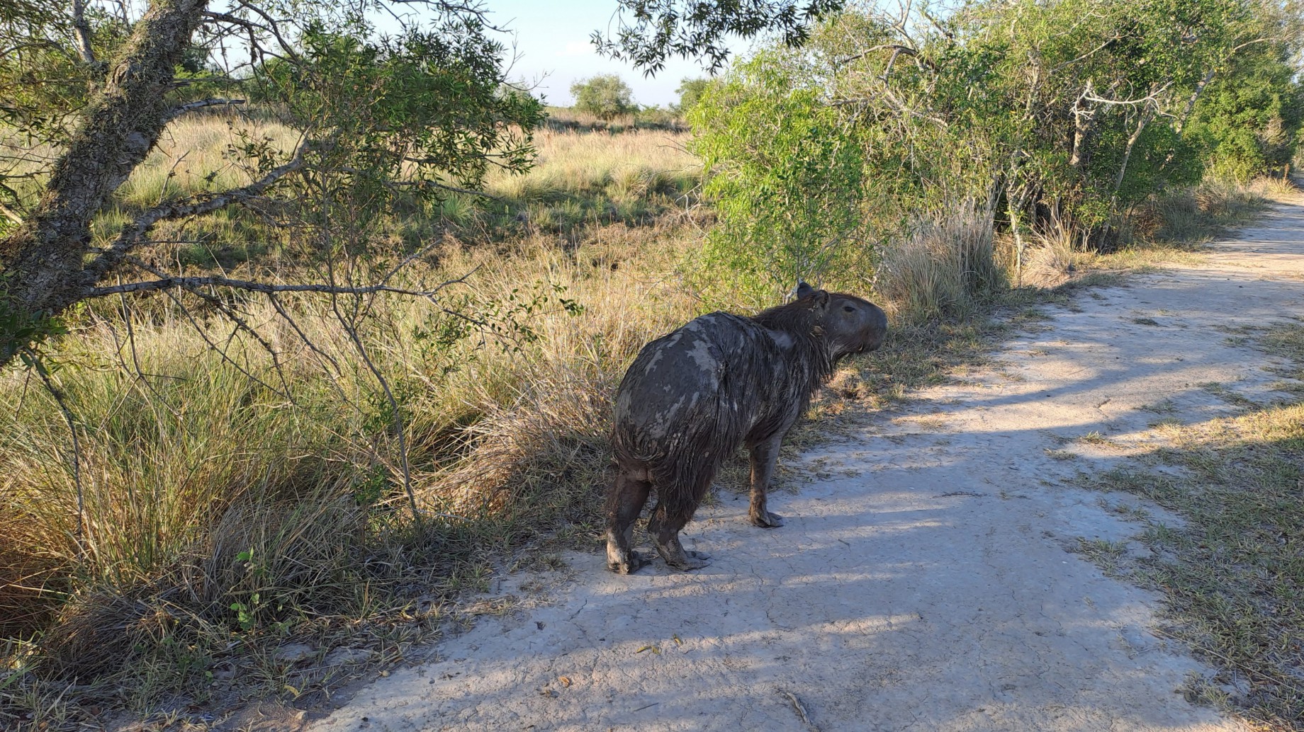 Esteros del Iberá: "estado crítico" por los incendios y la incidencia de Santo Tomé