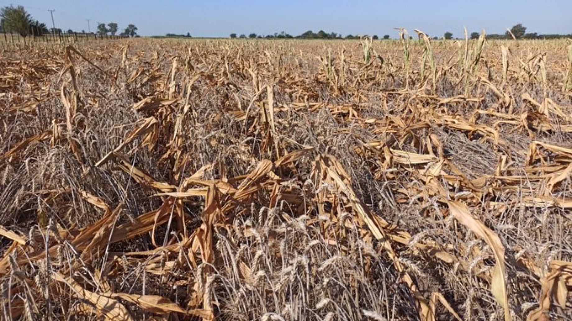 Enrique Viale y el domo de calor: "La sociedad argentina no tiene a la emergencia climática dentro de sus debates"