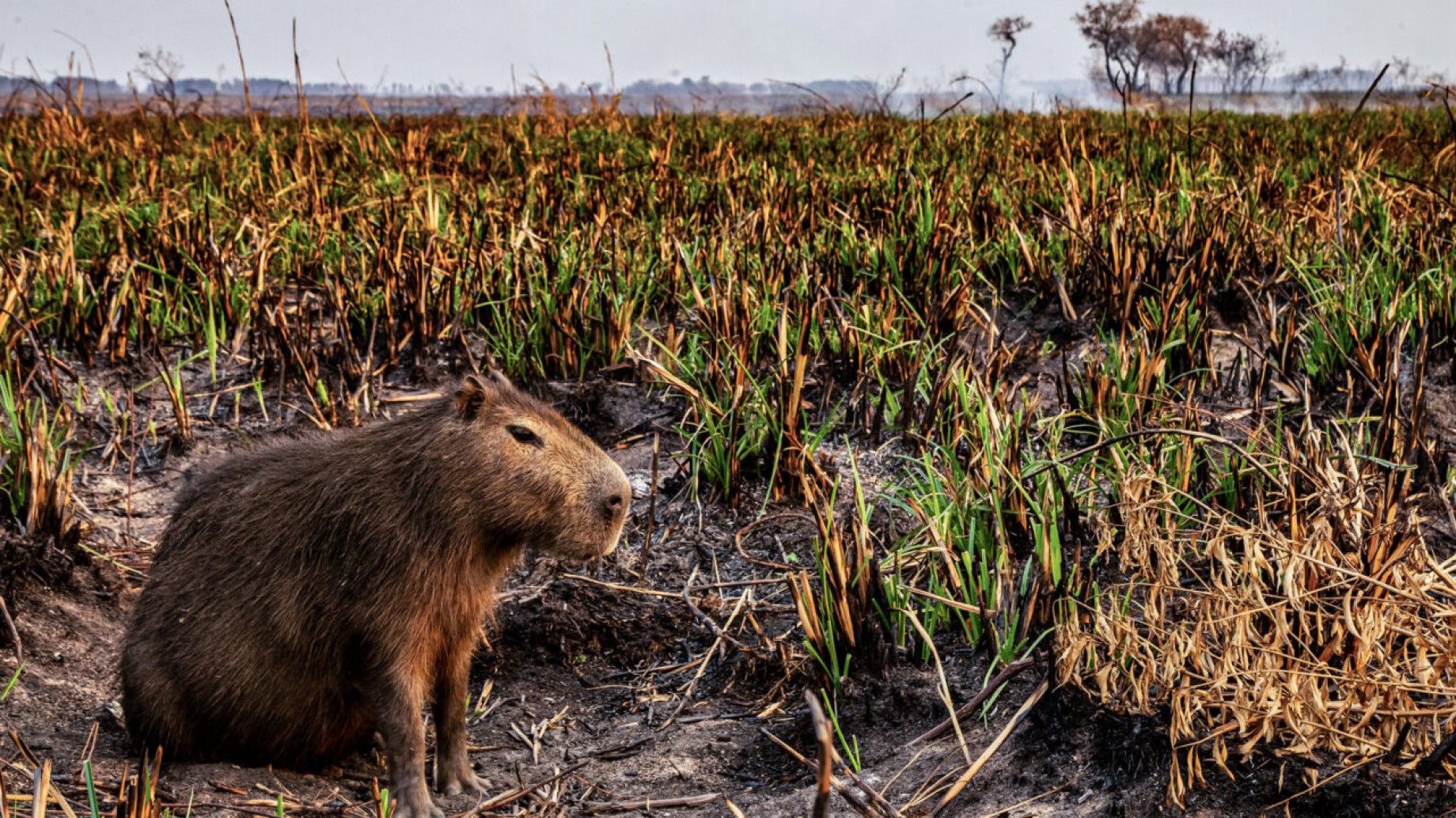 ¿Los incendios impulsarán por fin una ley de humedales en Argentina?