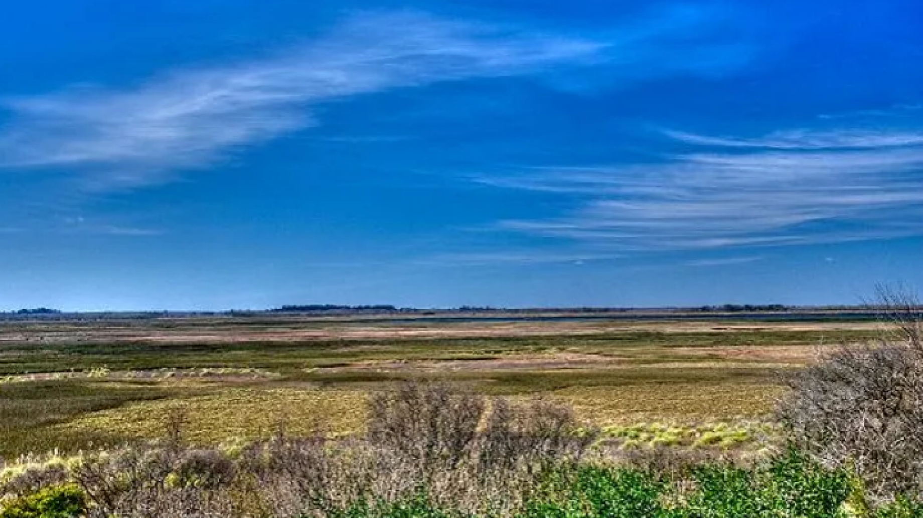 Sembrar plantas nativas frente a la pérdida de biodiversidad