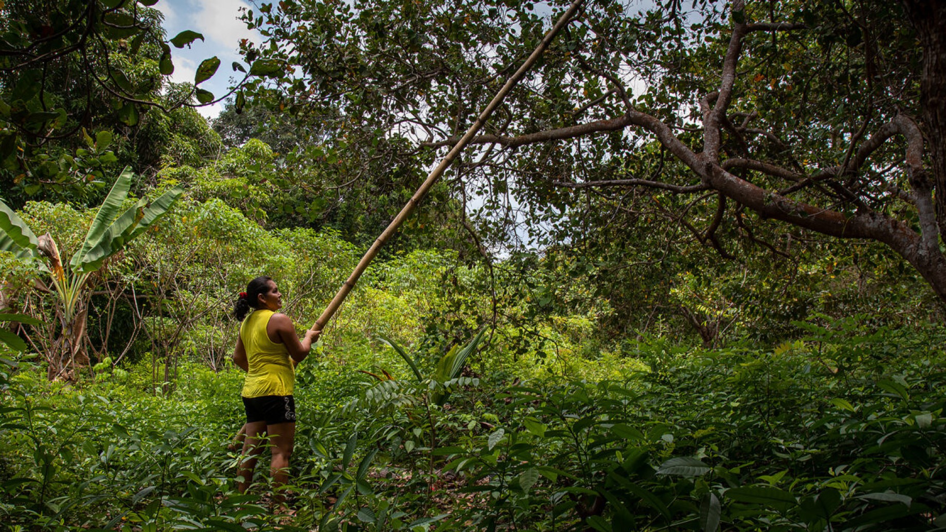 ¿Puede un foco de deforestación de Brasil convertirse en un líder ambiental?