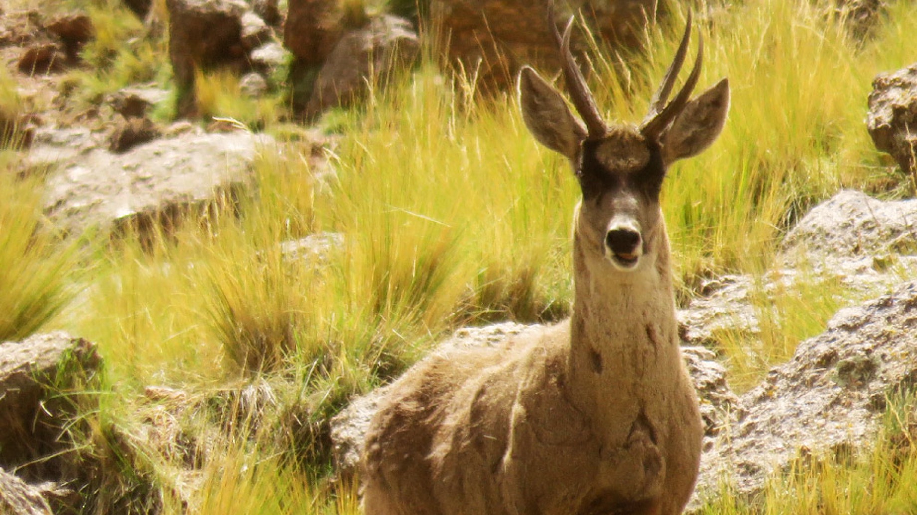 Catamarca: registro documentado de la presencia de taruca o venado andino en las Sierras de Ambato