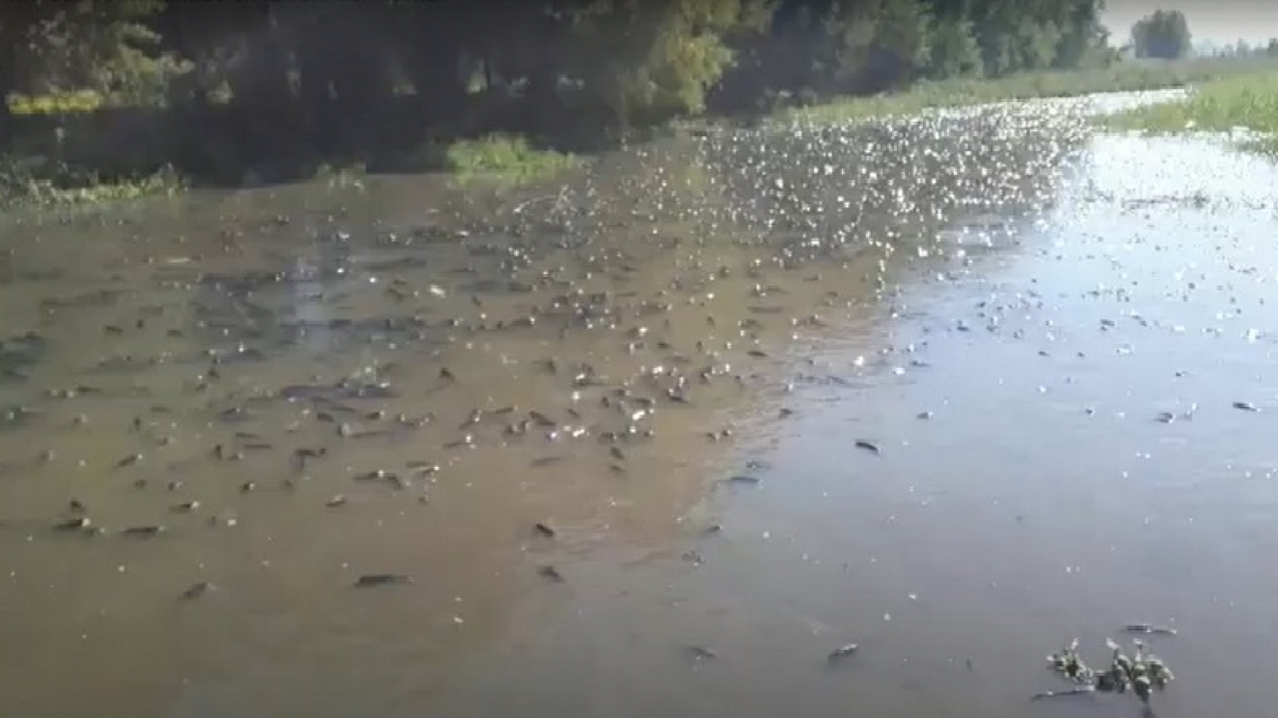 Nueva condena judicial contra los contaminadores del Rio Salí-Dulce, el "segundo Riachuelo"