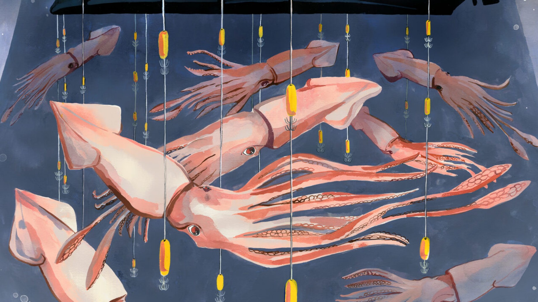 La pesca de calamar aumenta en medio de un vacío normativo