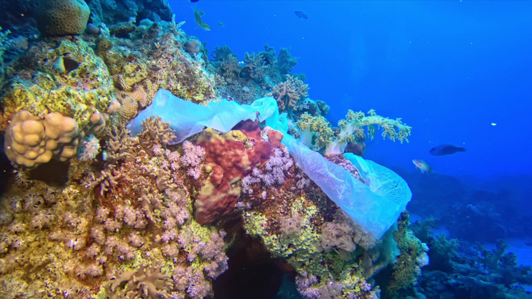 Revitalizando el ecosistema marino con arrecifes diseñados e impulsados por tecnología