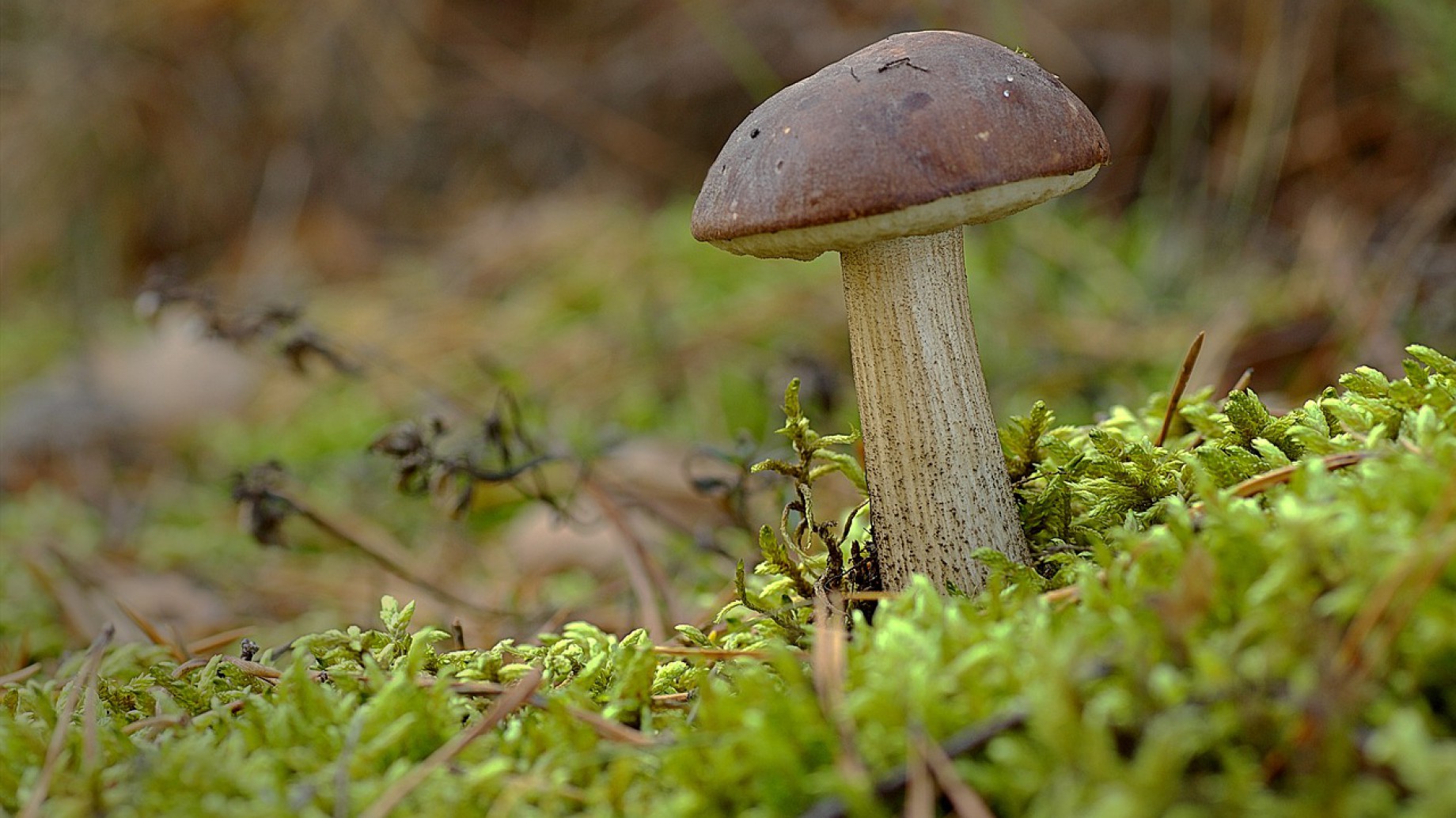 Hongos micorrícicos: ¿Qué son y por qué son fundamentales para la vida del planeta?