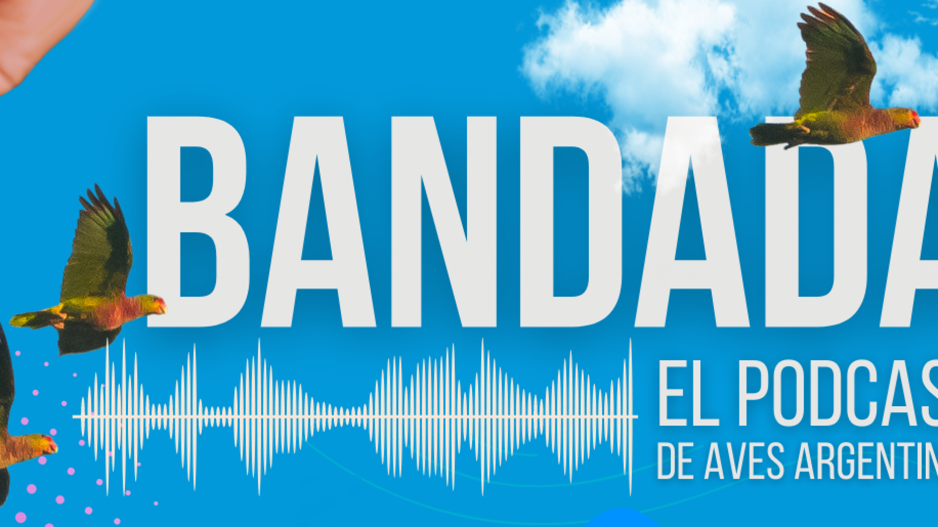 Bandada, un podcast de Aves Argentinas para activar más conservación