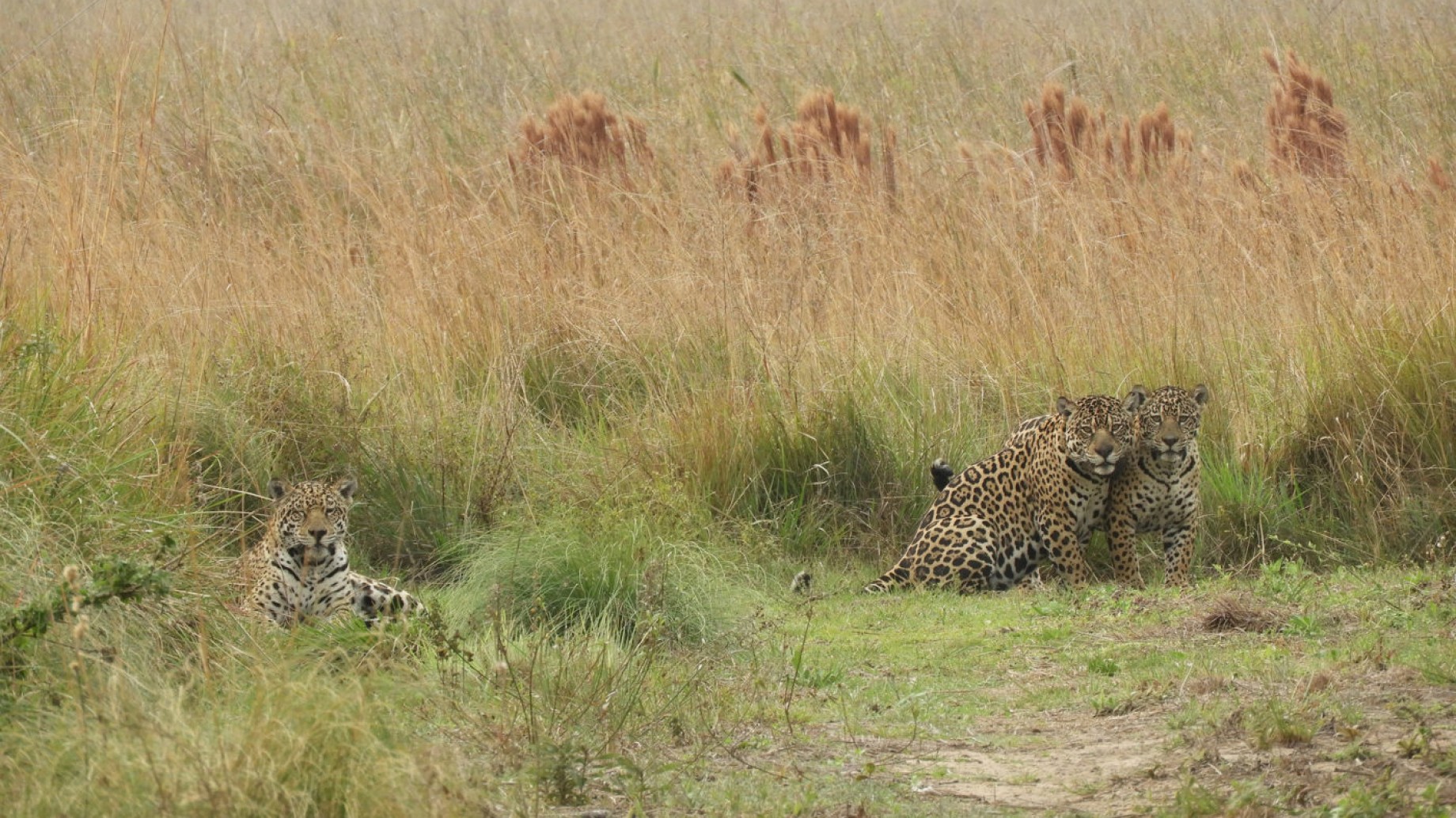 La dramática lucha por salvar a los últimos 300 jaguares de Argentina