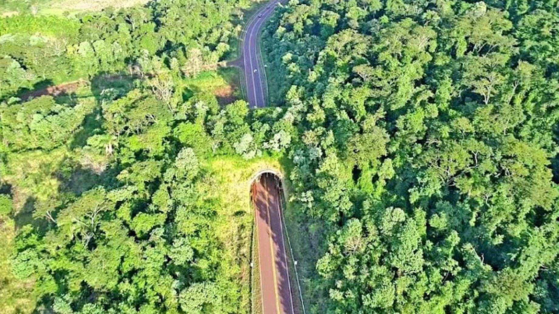Atropellamiento de fauna en las rutas argentinas, una deuda de la Seguridad Vial