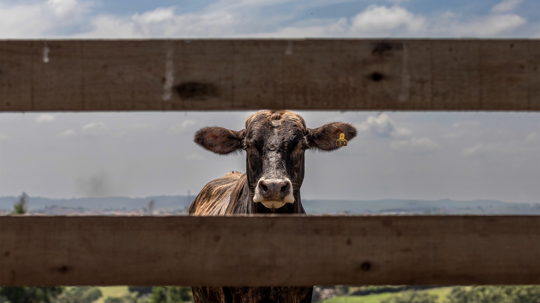 La ley contra la deforestación de la UE, una prueba para la agricultura sudamericana