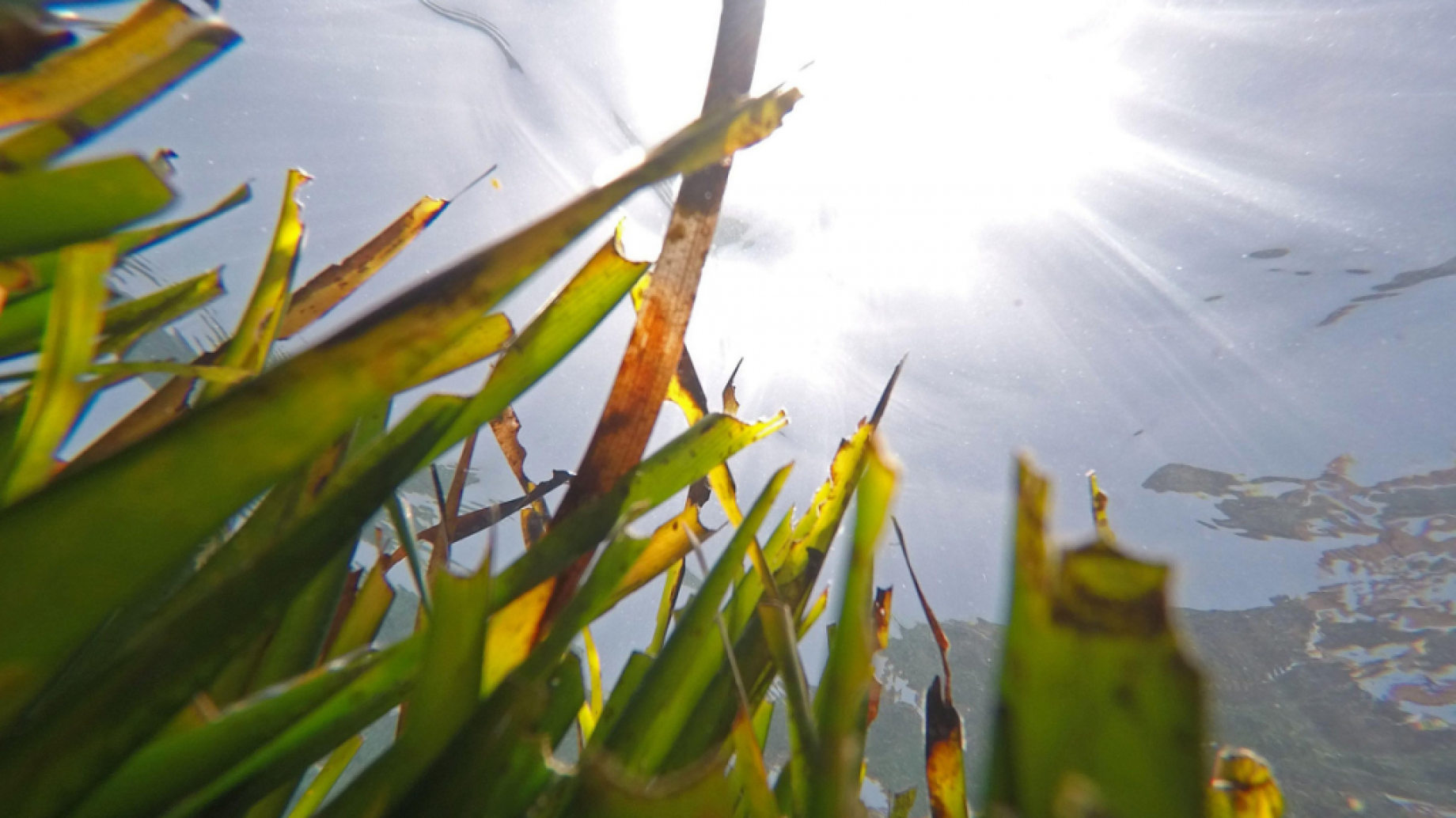 ¿Cómo afectan las 'olas de calor marinas' a los océanos?