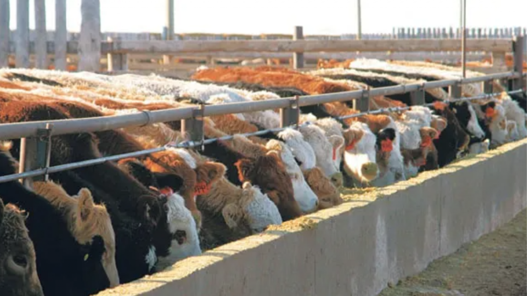 100% carne de feedlot, ¿un orgullo nacional?