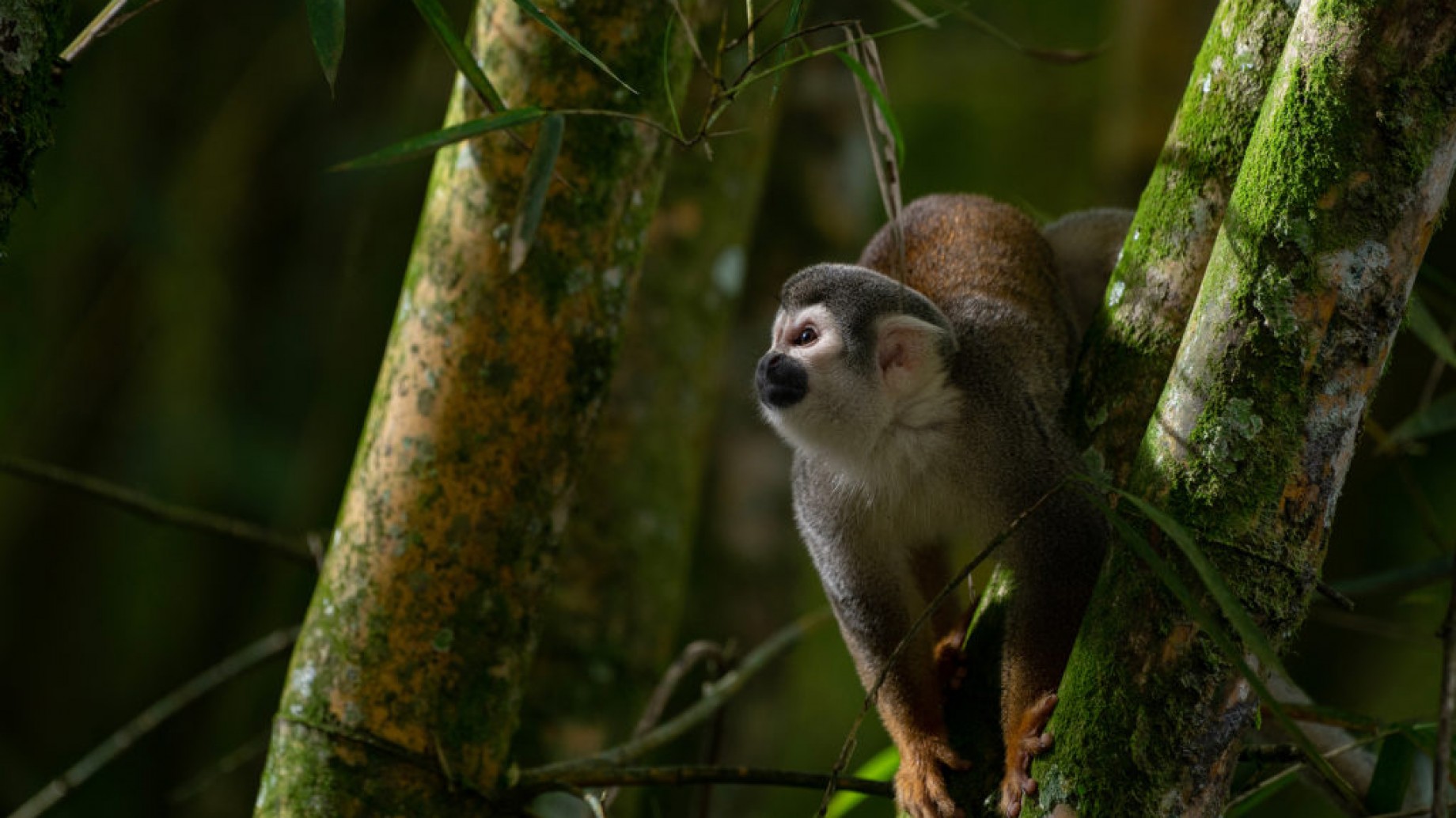 Ecuador se prepara para decidir sobre los proyectos petrolíferos en Yasuní
