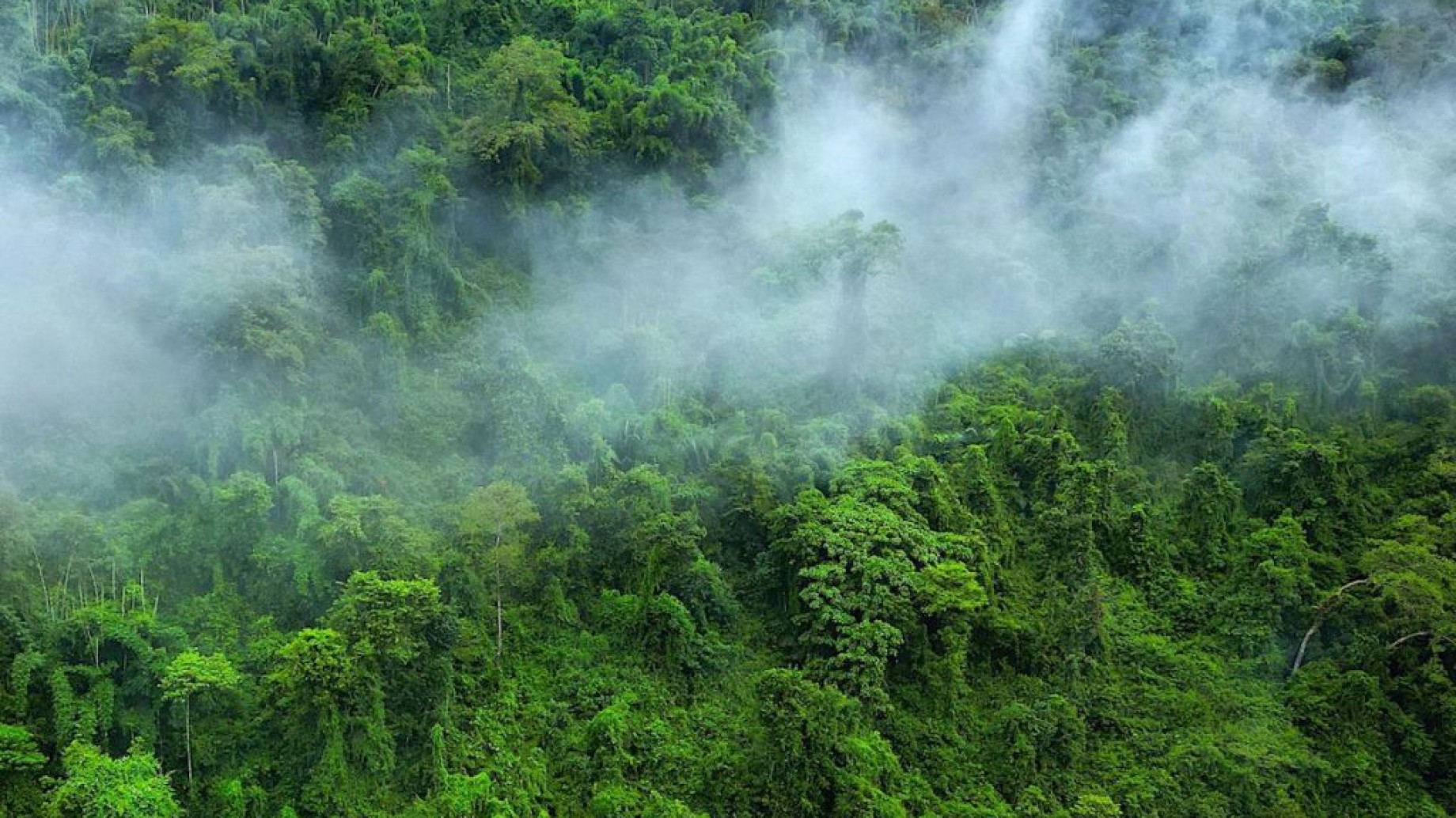 ¿Puede la tecnología aumentar la transparencia de la compensación de carbono?