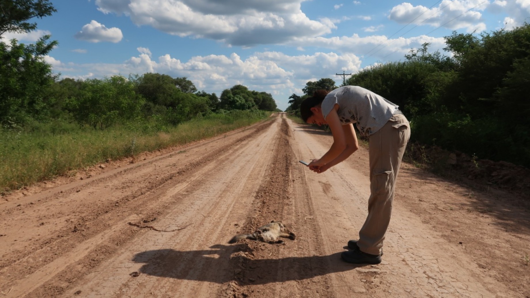 Red Argentina de Monitoreo de Fauna Atropellada, una herramienta para registrar datos y proponer soluciones