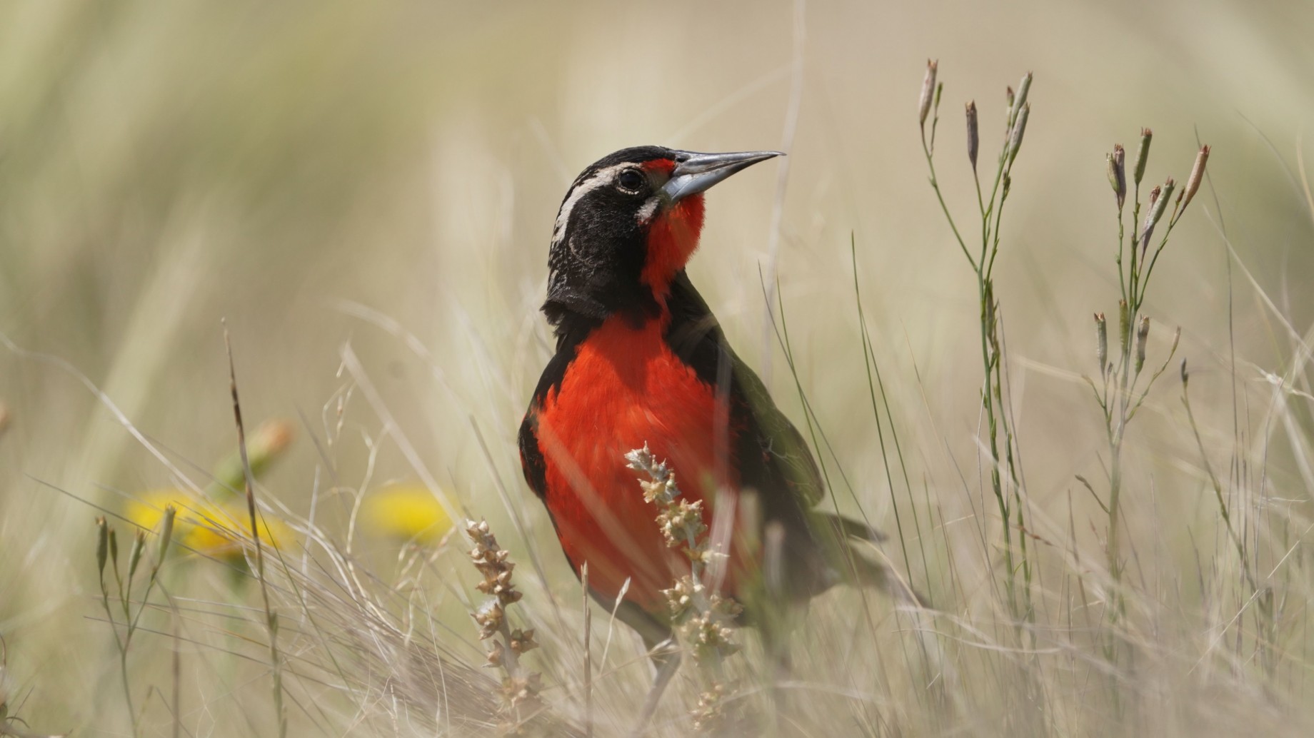 Una esperanza para la loica pampeana, el ave más amenazada de las pampas