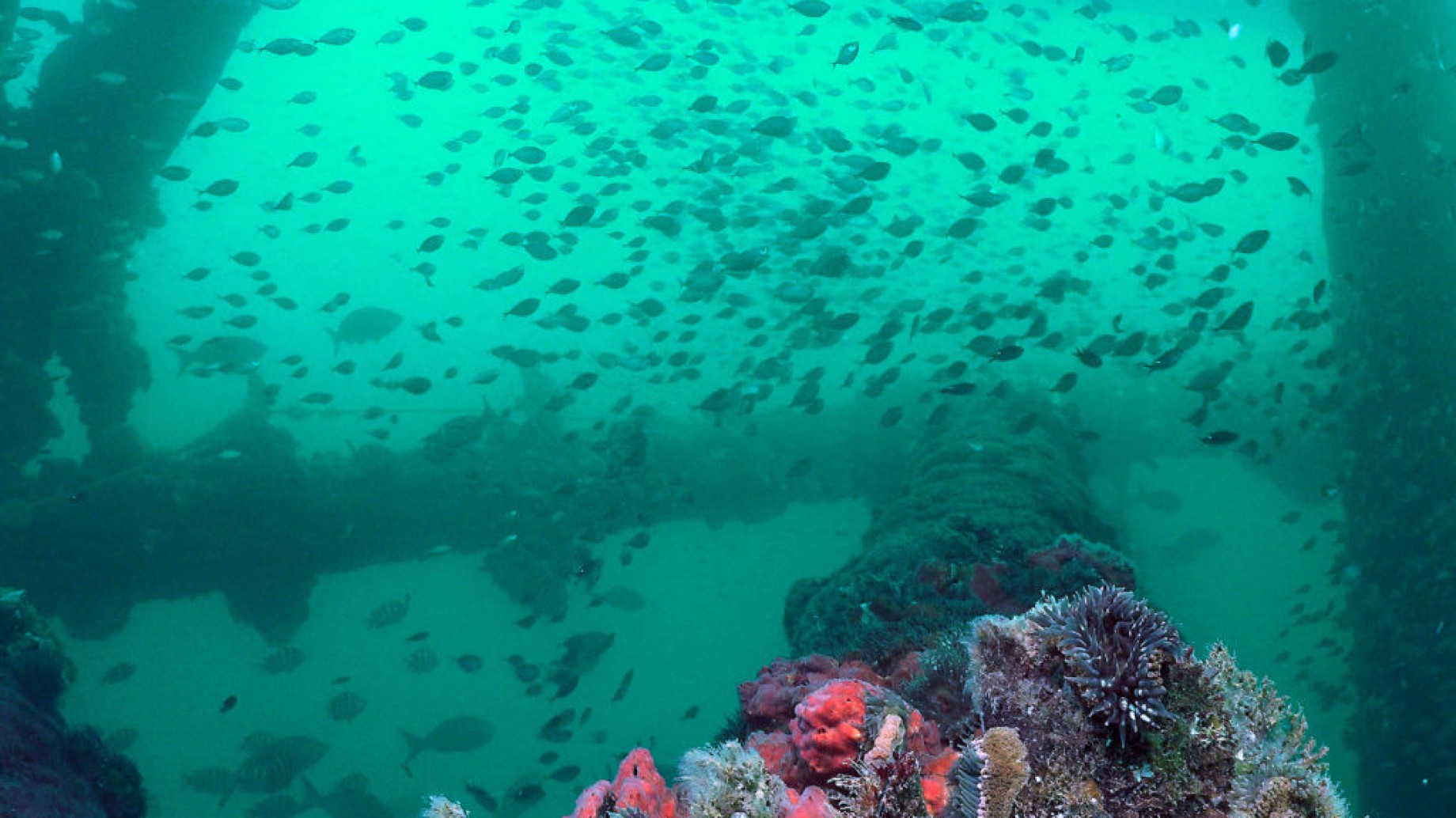 La plataforma petrolera en desuso que se convirtió en un arrecife en Perú