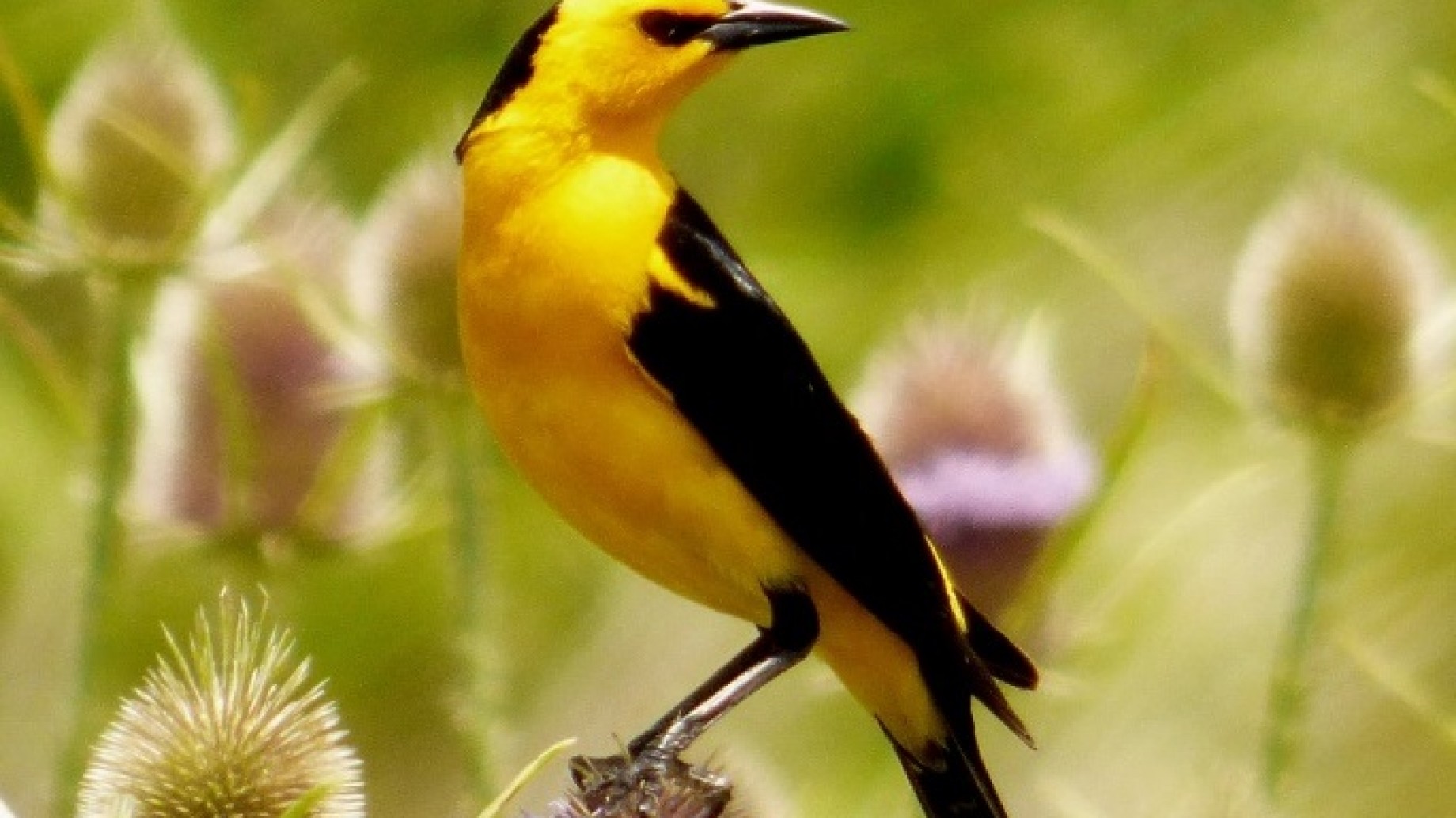 Aves Argentinas busca voluntarios para el Proyecto Tordo Amarillo