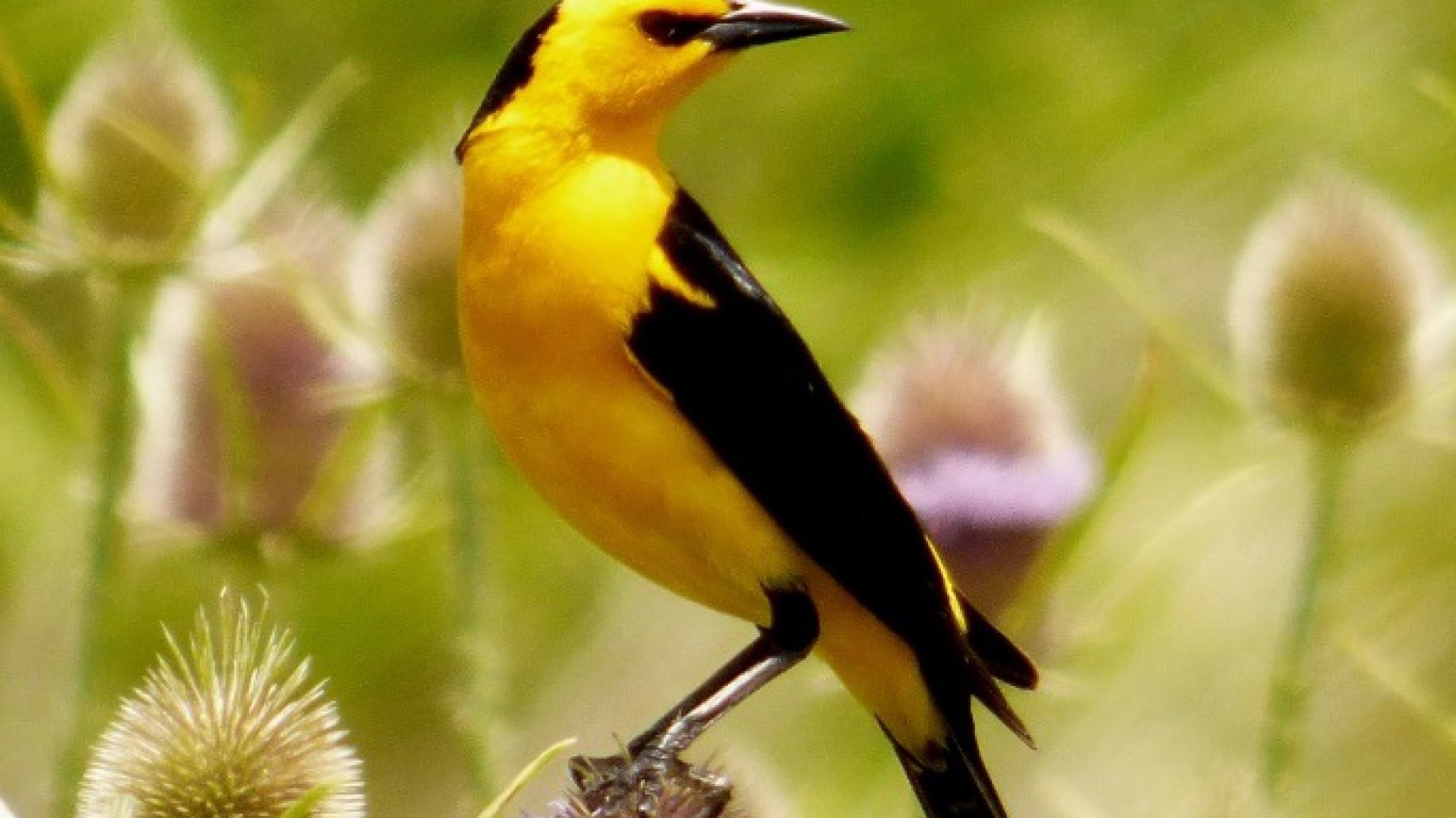 Aves Argentinas busca voluntarios para el Proyecto Tordo Amarillo