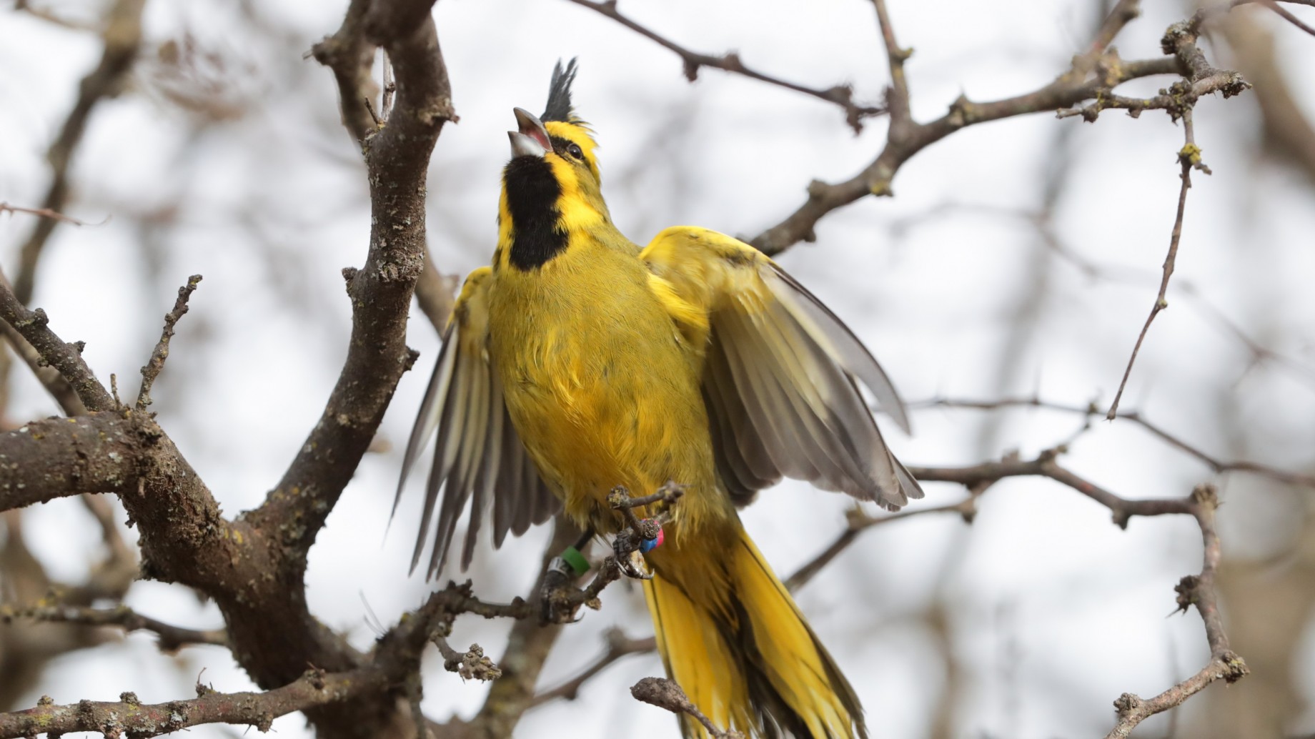 La "Alianza del Cardenal Amarillo" de la provincia de Buenos Aires ya reinsertó más de 100 cardenales amarillos