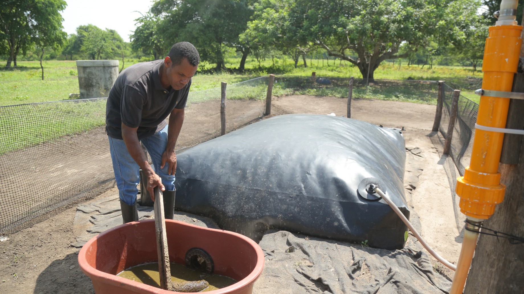 Al norte de Colombia, fincas agrícolas producen biogás con estiércol de vaca