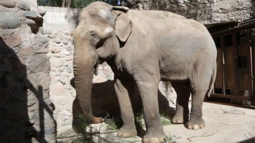 Comenzaron a evaluar a Tamy, el elefante macho del Ecoparque de Mendoza que será llevado a Brasil