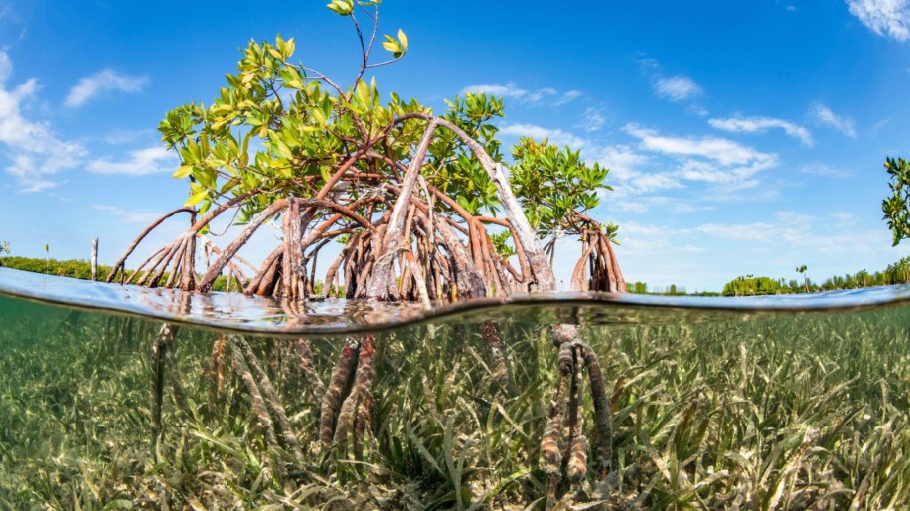 Seis maneras en las que los océanos podrían absorber emisiones de CO2