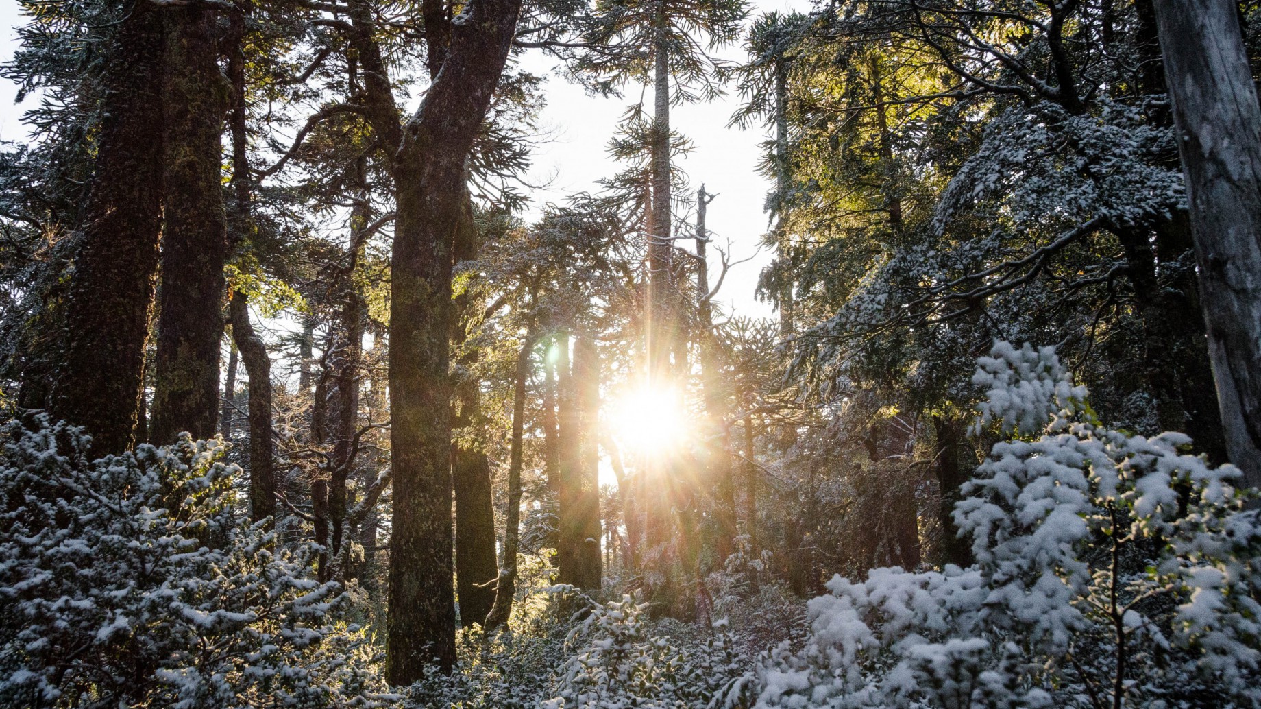 La comunidad mapuche que quiere ser sustentable con el sol como aliado
