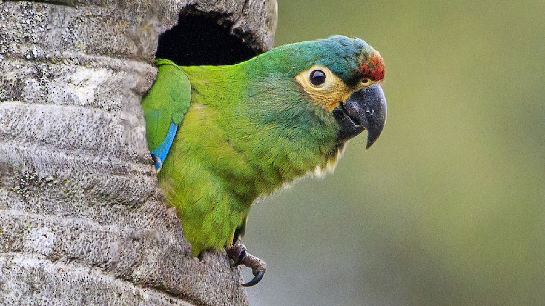 Aves Argentinas presenta el Proyecto Maracaná, buscando la recuperación de una especie extinta en el país