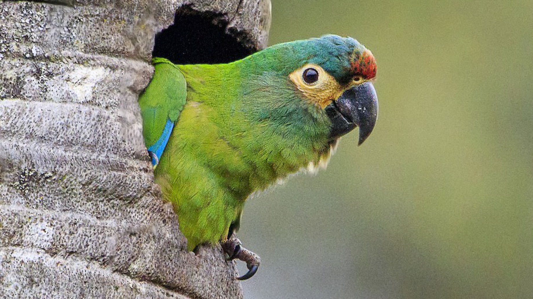 Aves Argentinas presenta el Proyecto Maracaná, buscando la recuperación de una especie extinta en el país