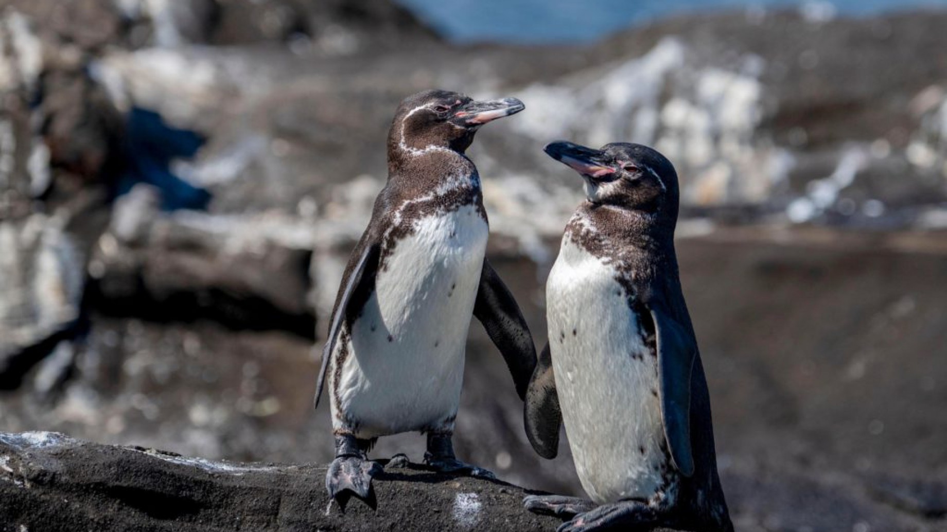 Canjes de deuda por naturaleza, ¿una solución a las crisis en América Latina?