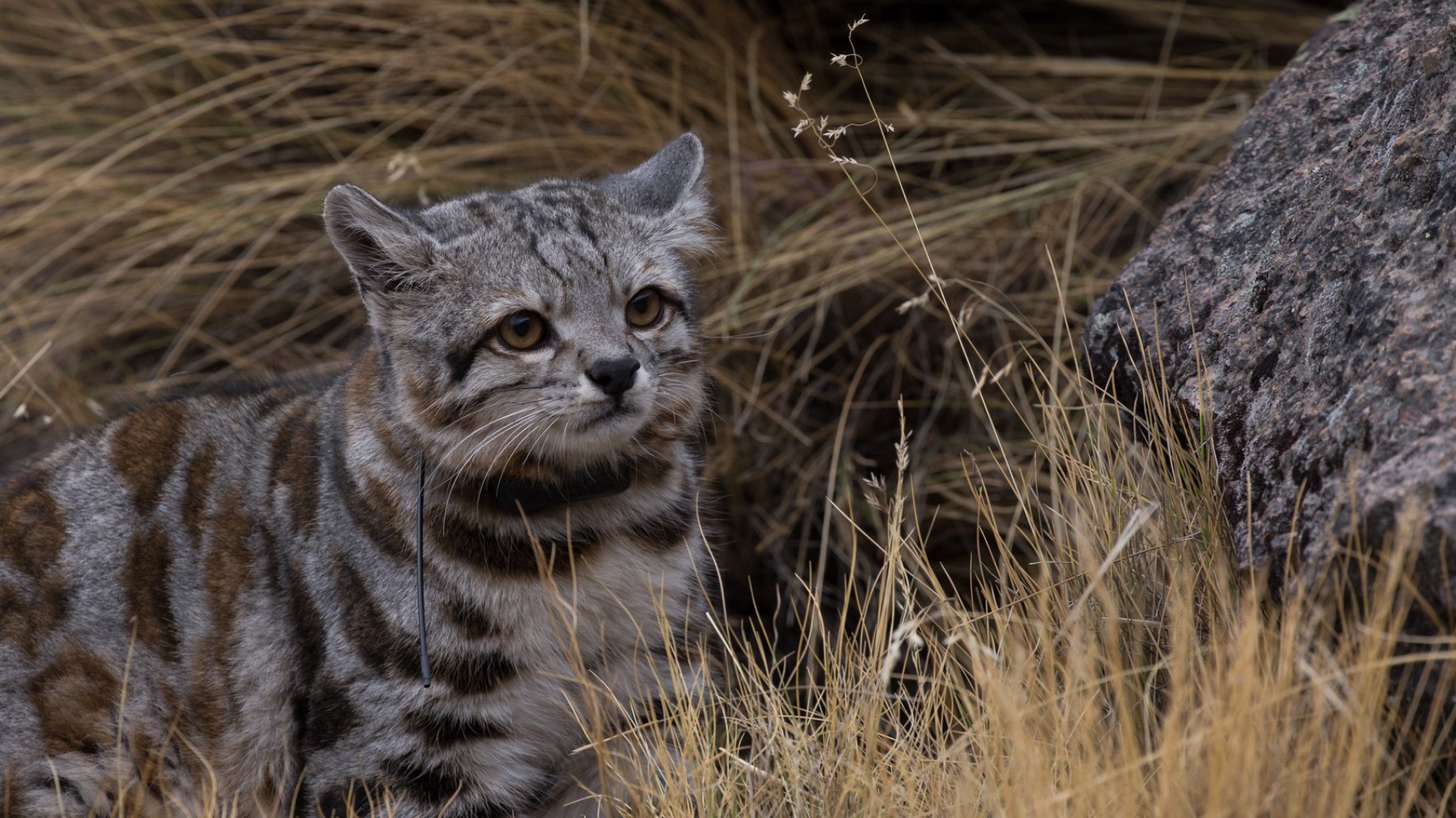 Inédito registro de gato andino en Neuquén