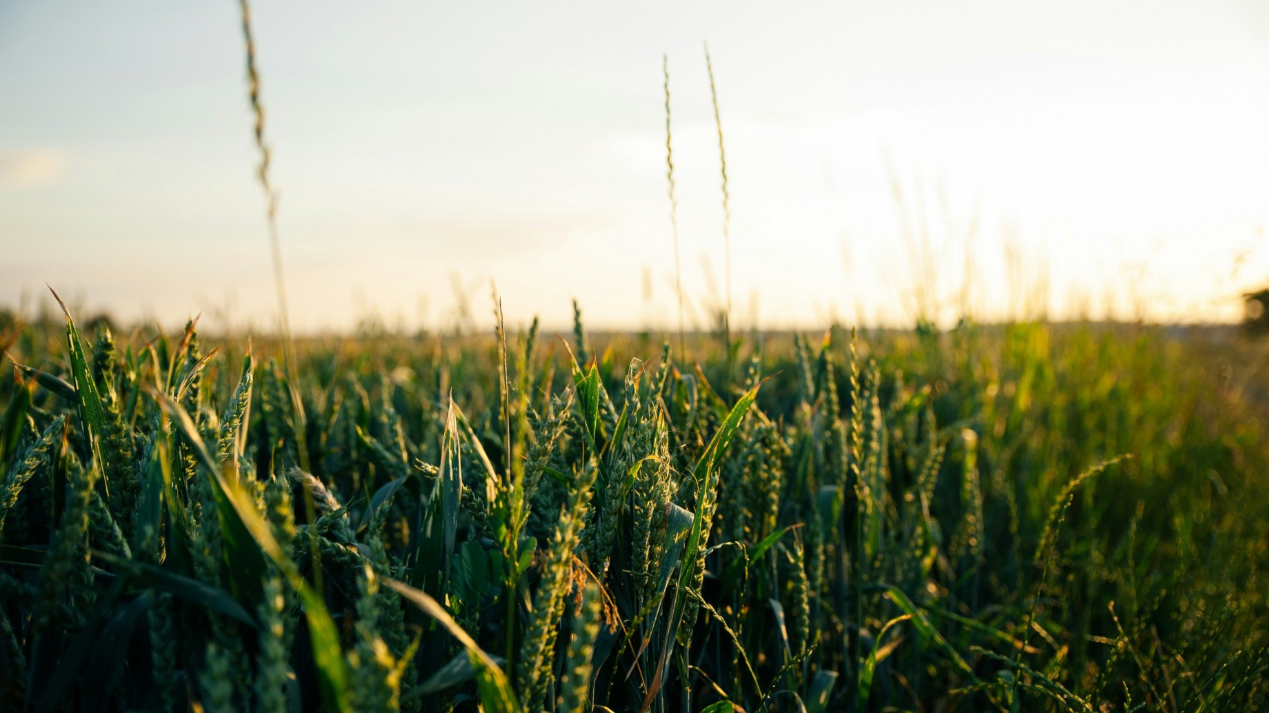 Peligra la cosecha récord de Argentina: la ola de calor está afectando sus principales cultivos