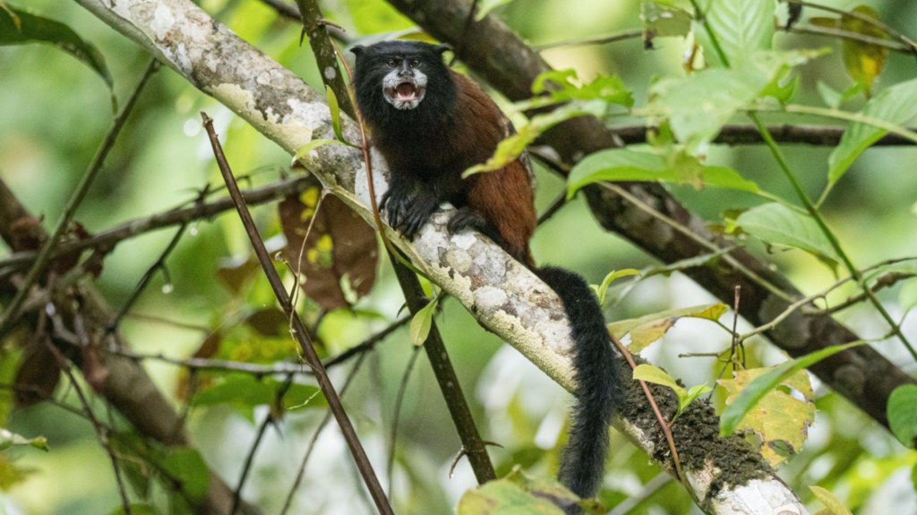 Opinión: El cambio en la Ley Forestal atenta contra los derechos humanos de los peruanos