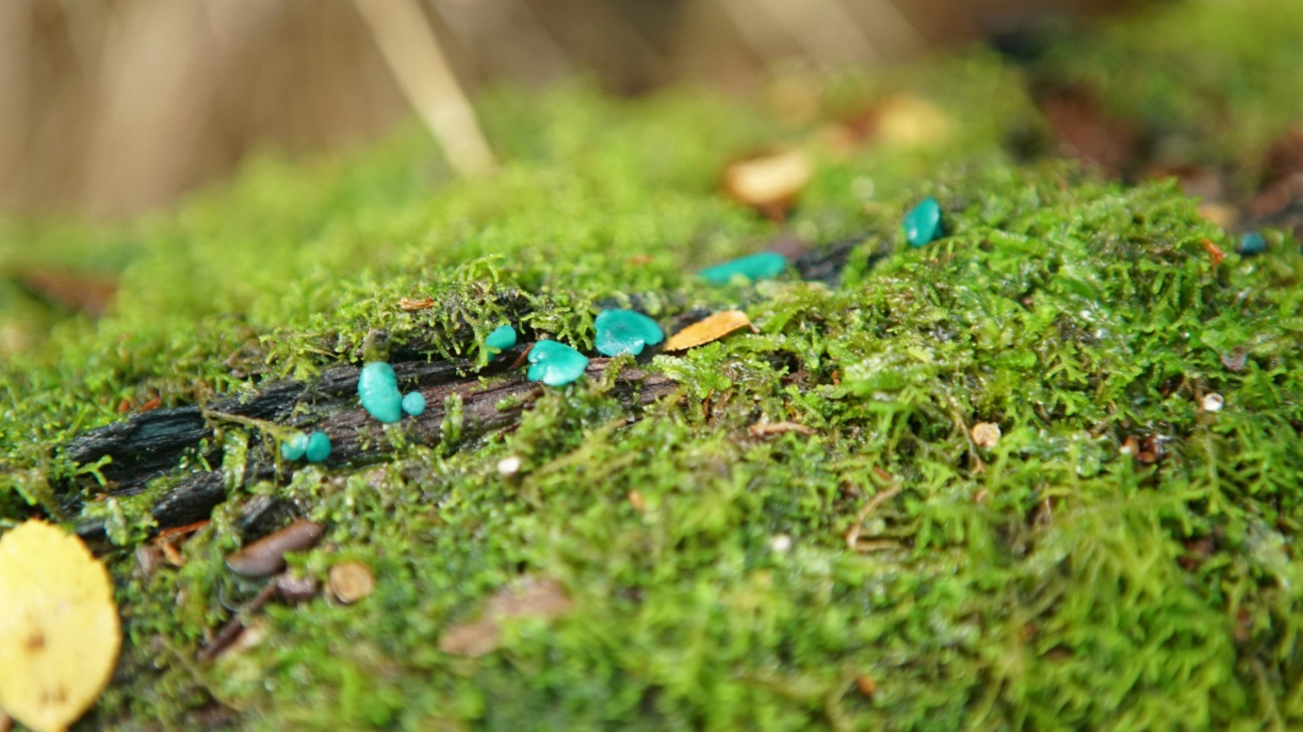 Microbiota: La silenciosa víctima del fuego