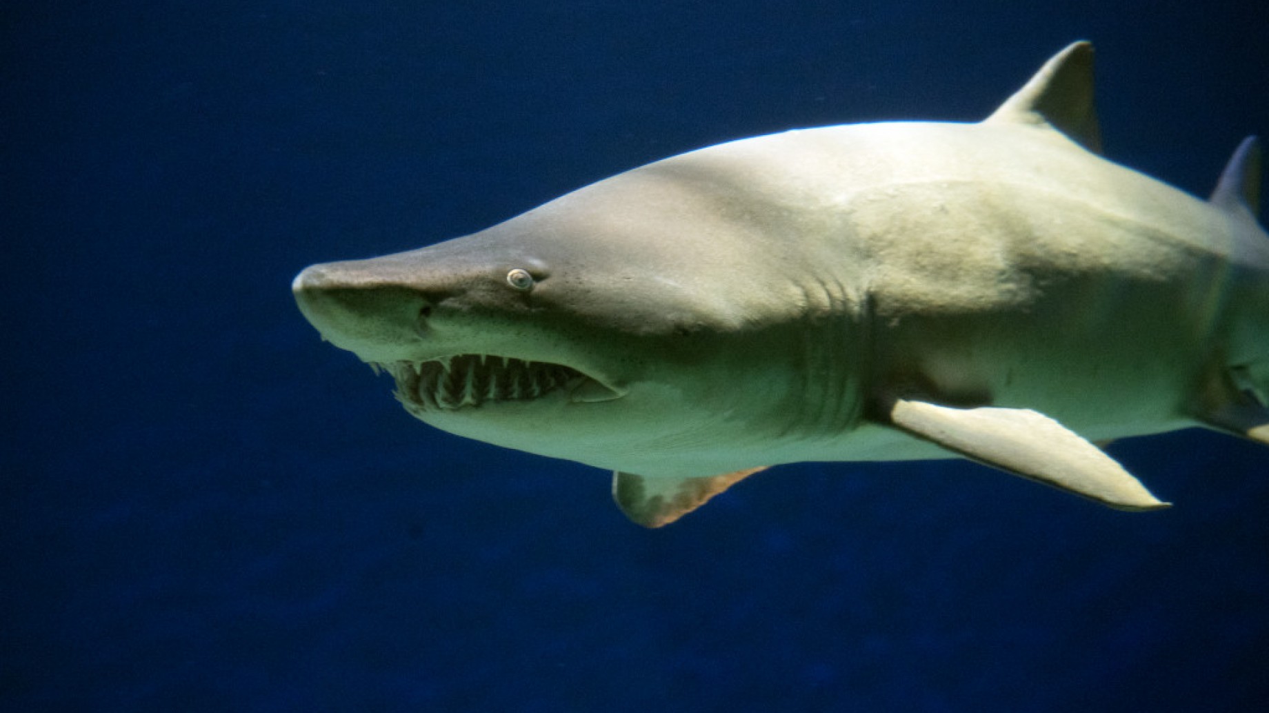 Hito para la protección global del tiburón escalandrún durante la COP14 de la CMS