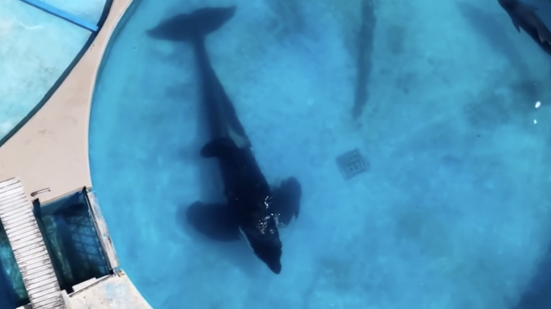 La lucha por la libertad de la única orca en cautiverio de Sudamérica