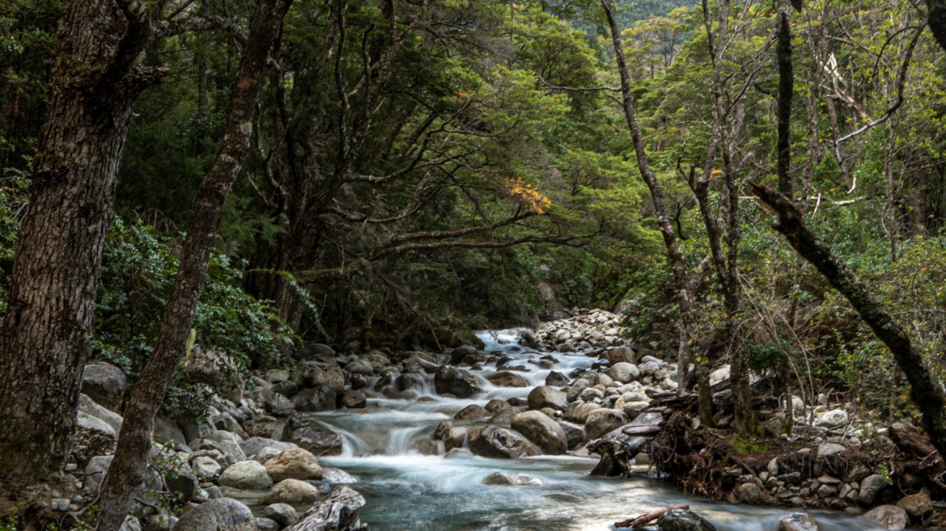 Día internacional de los Bosques y glaciares: ¿Por qué es importante resguardarlos?