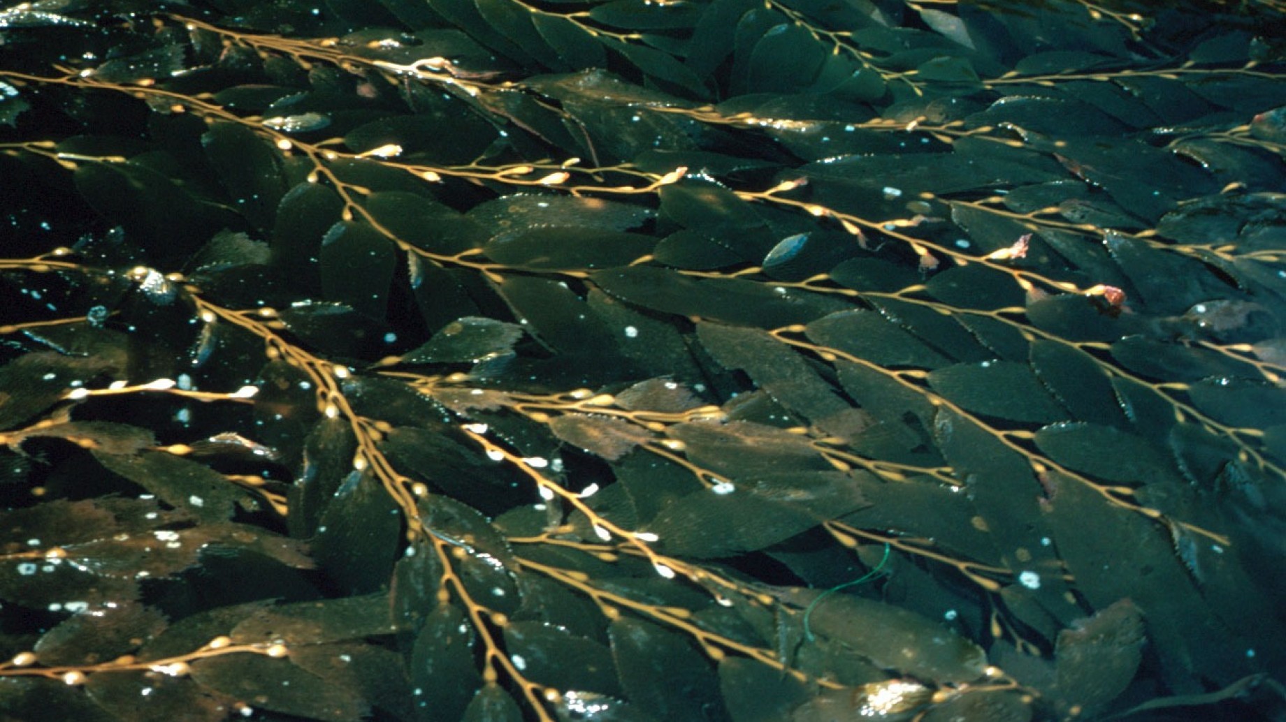 Bosques de macroalgas: conocerlos para defenderlos